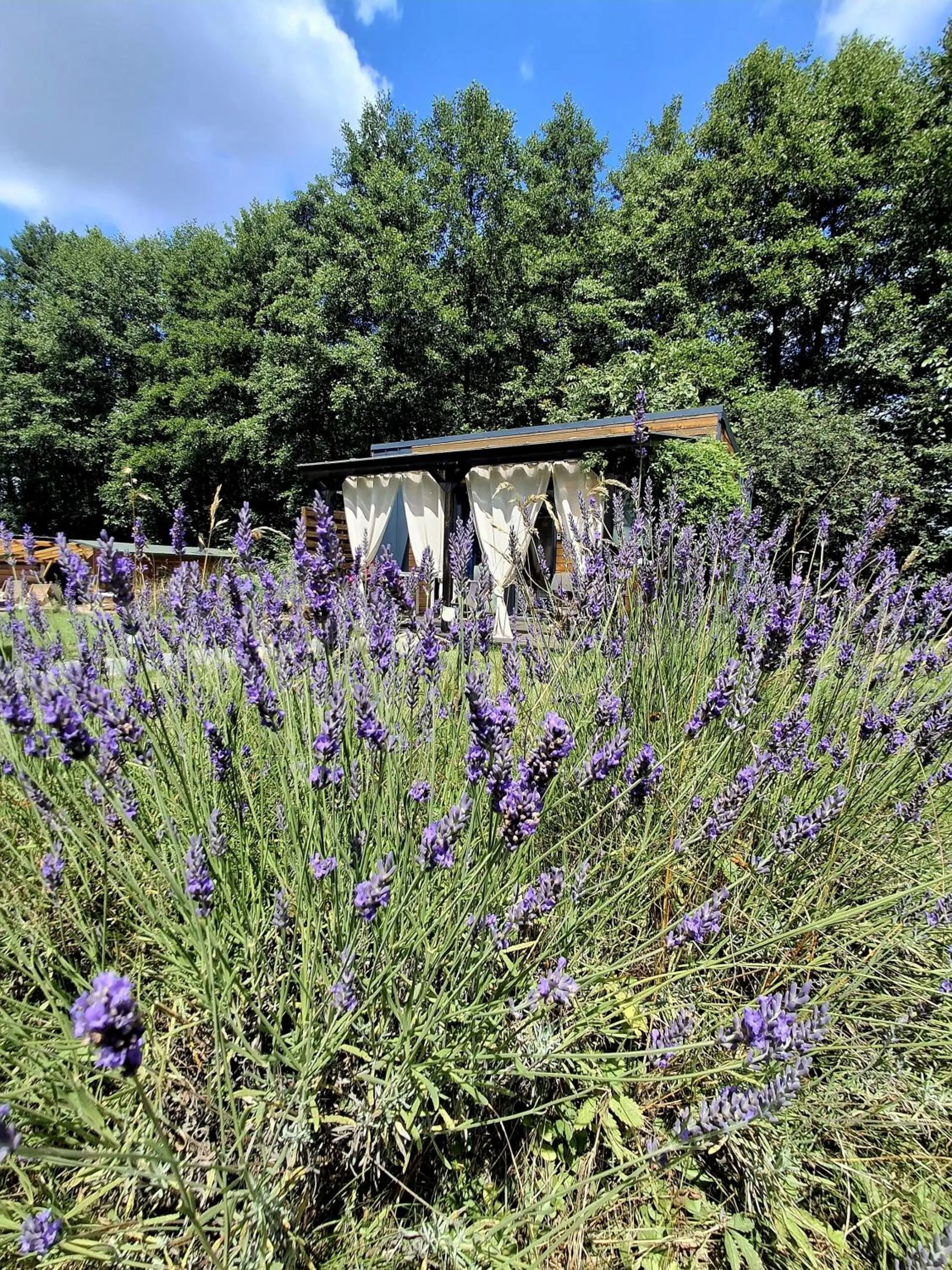 Garden in OSADA POD LASEM