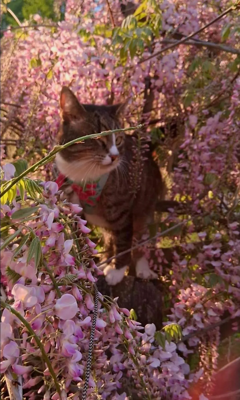 Animals in OSADA POD LASEM