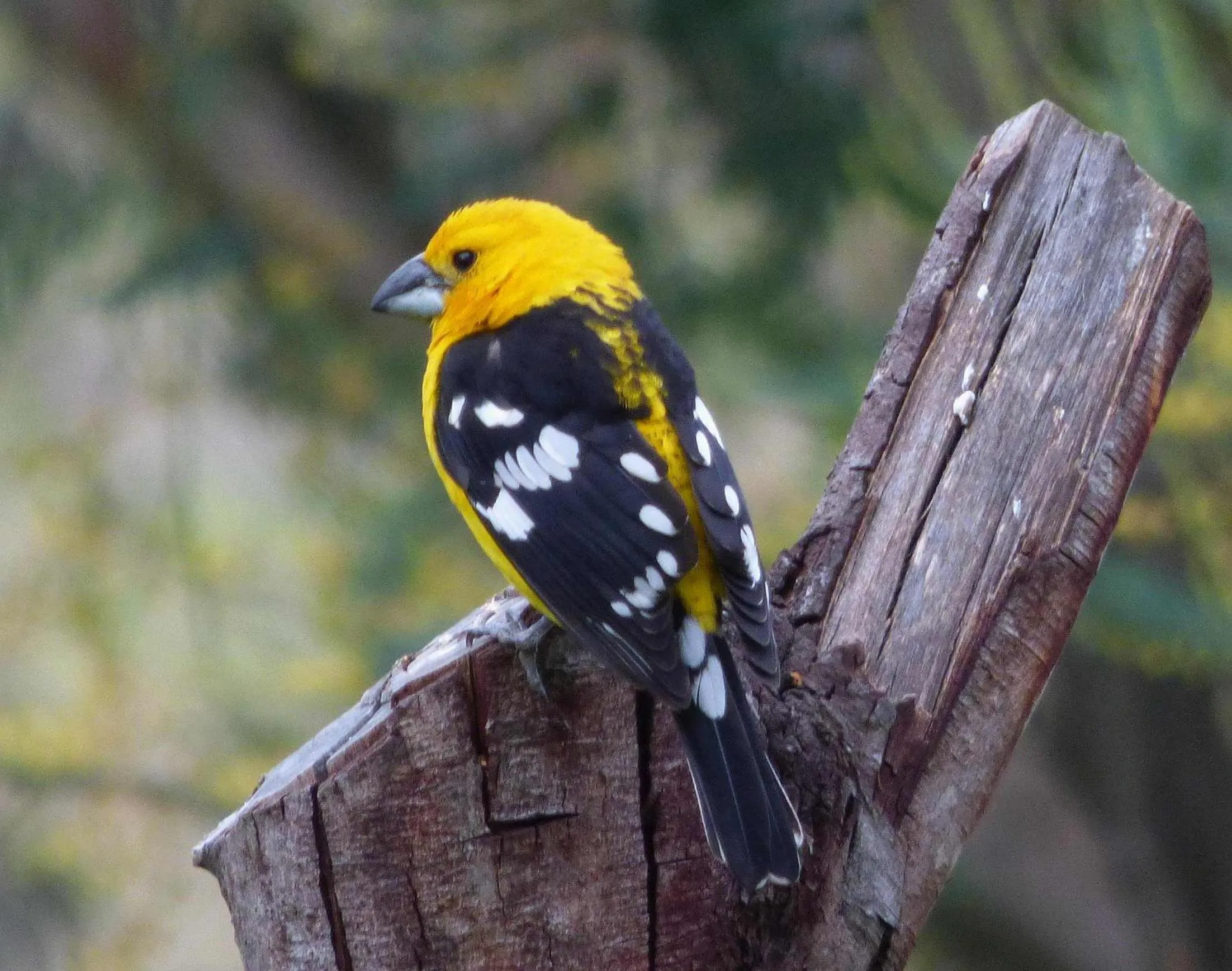 Animals in Hacienda Jimenita Wildlife Reserve