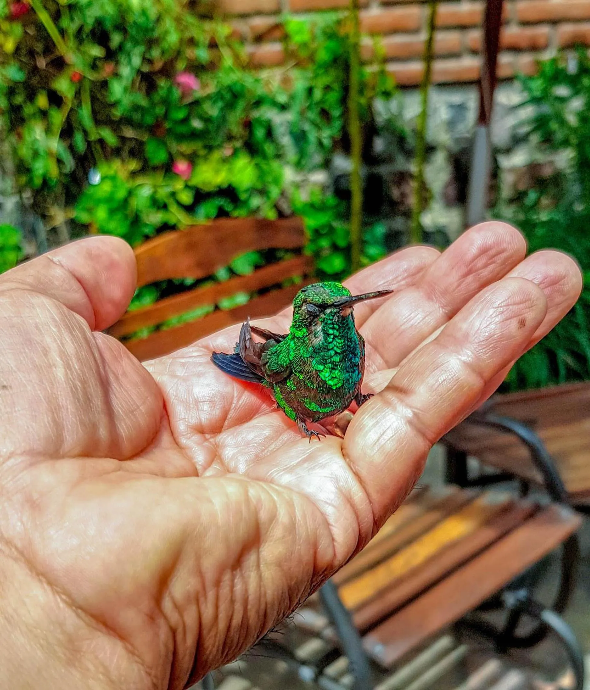 Animals in Hacienda Jimenita Wildlife Reserve