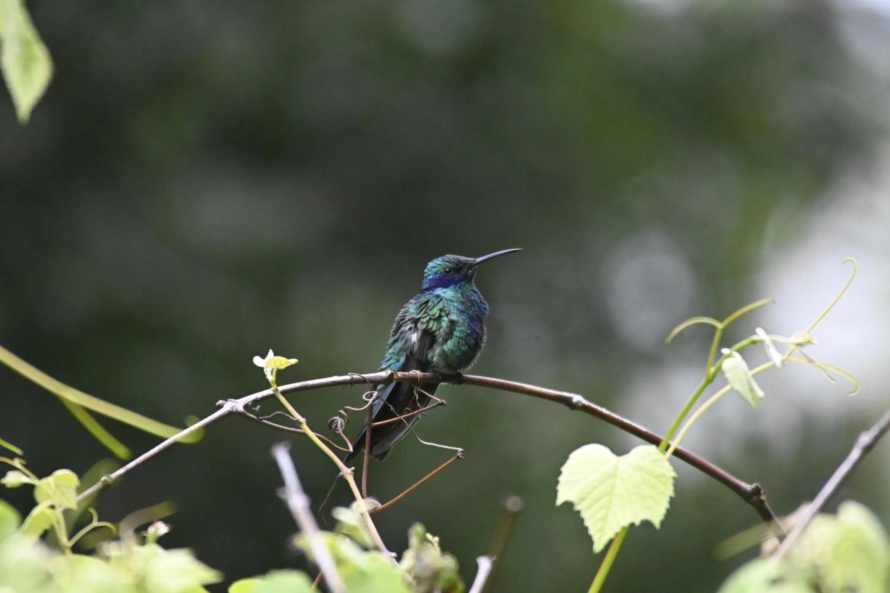Activities in Hacienda Jimenita Wildlife Reserve