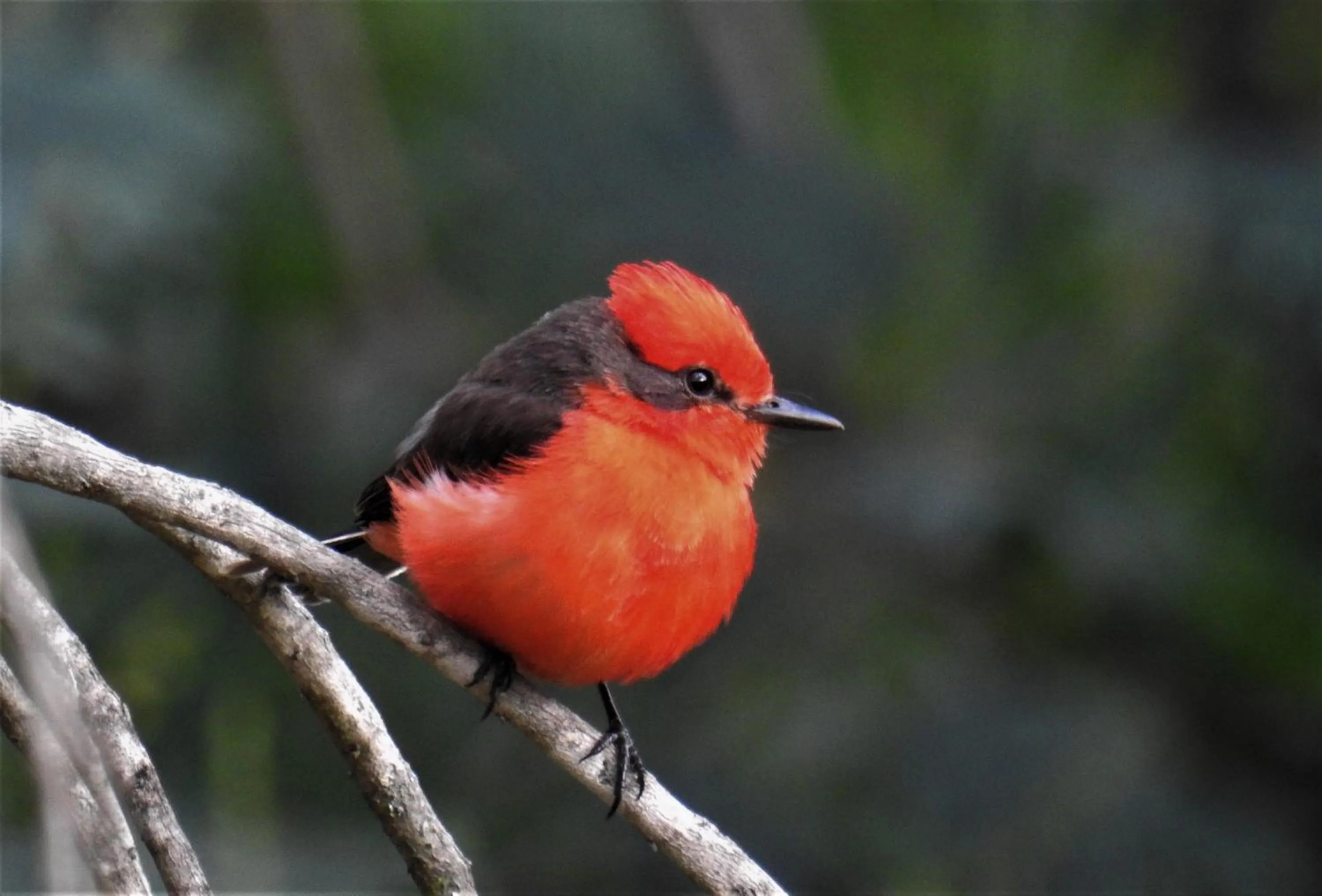 Natural landscape in Hacienda Jimenita Wildlife Reserve