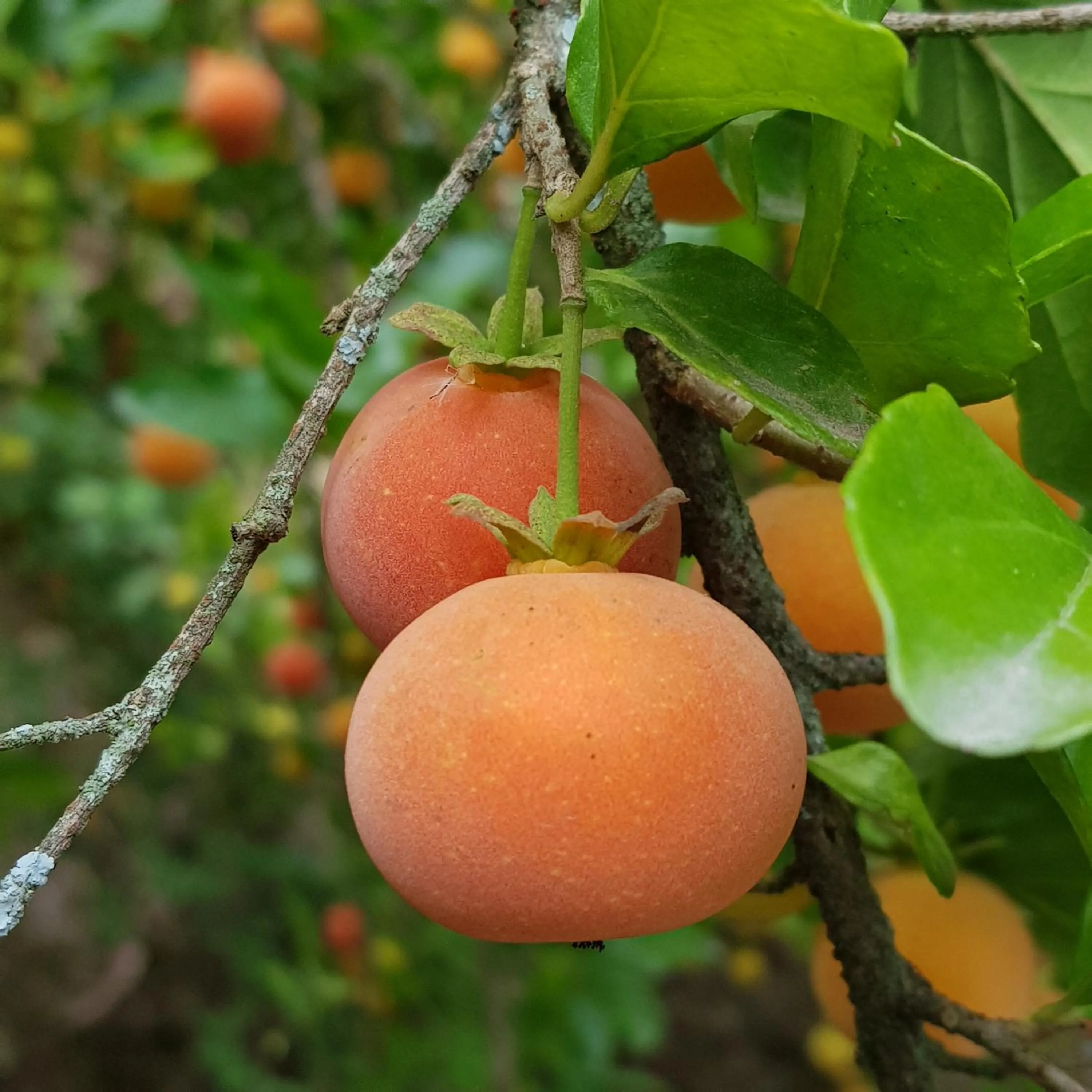 Garden in Hacienda Jimenita Wildlife Reserve