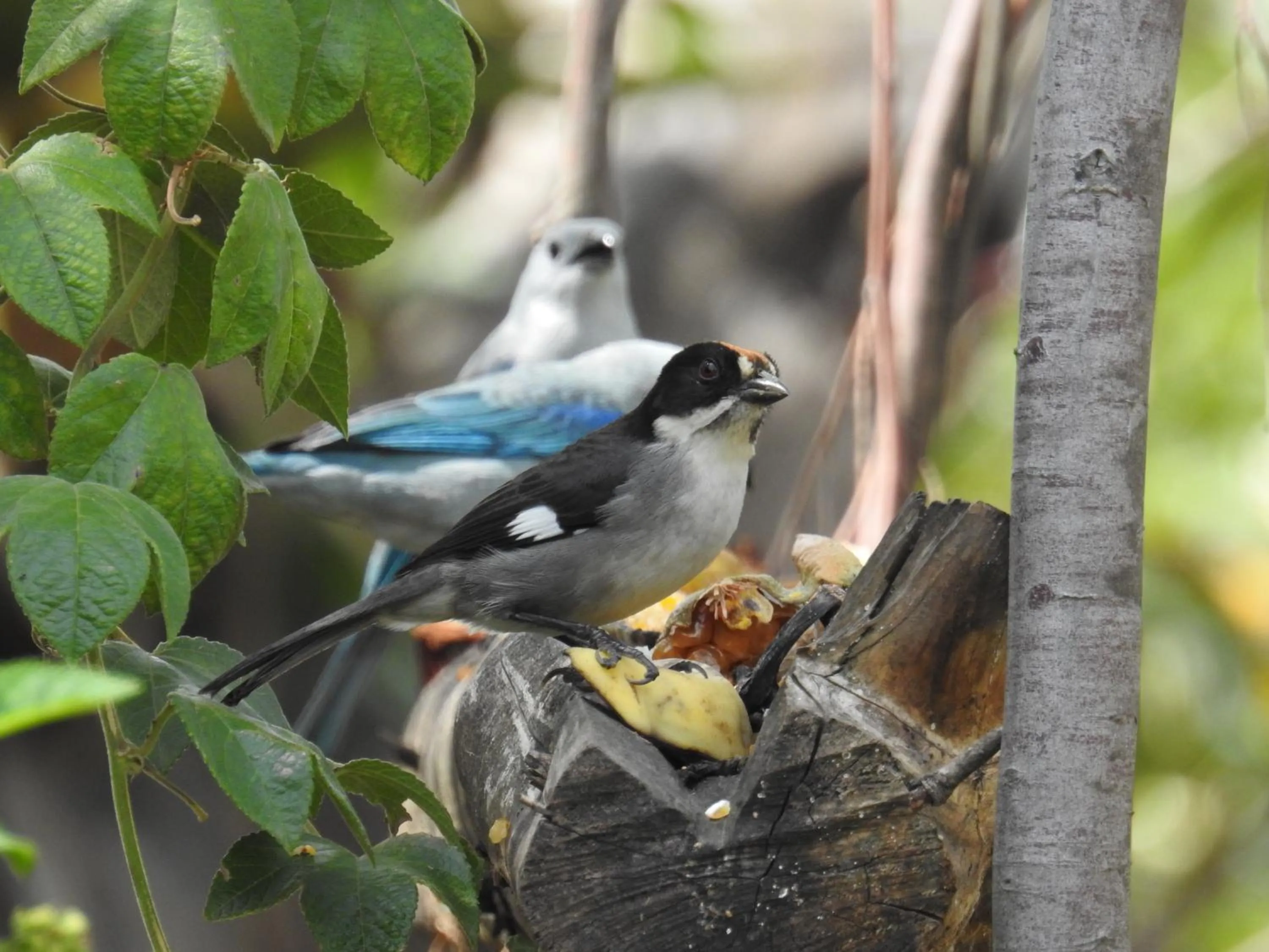 Garden in Hacienda Jimenita Wildlife Reserve