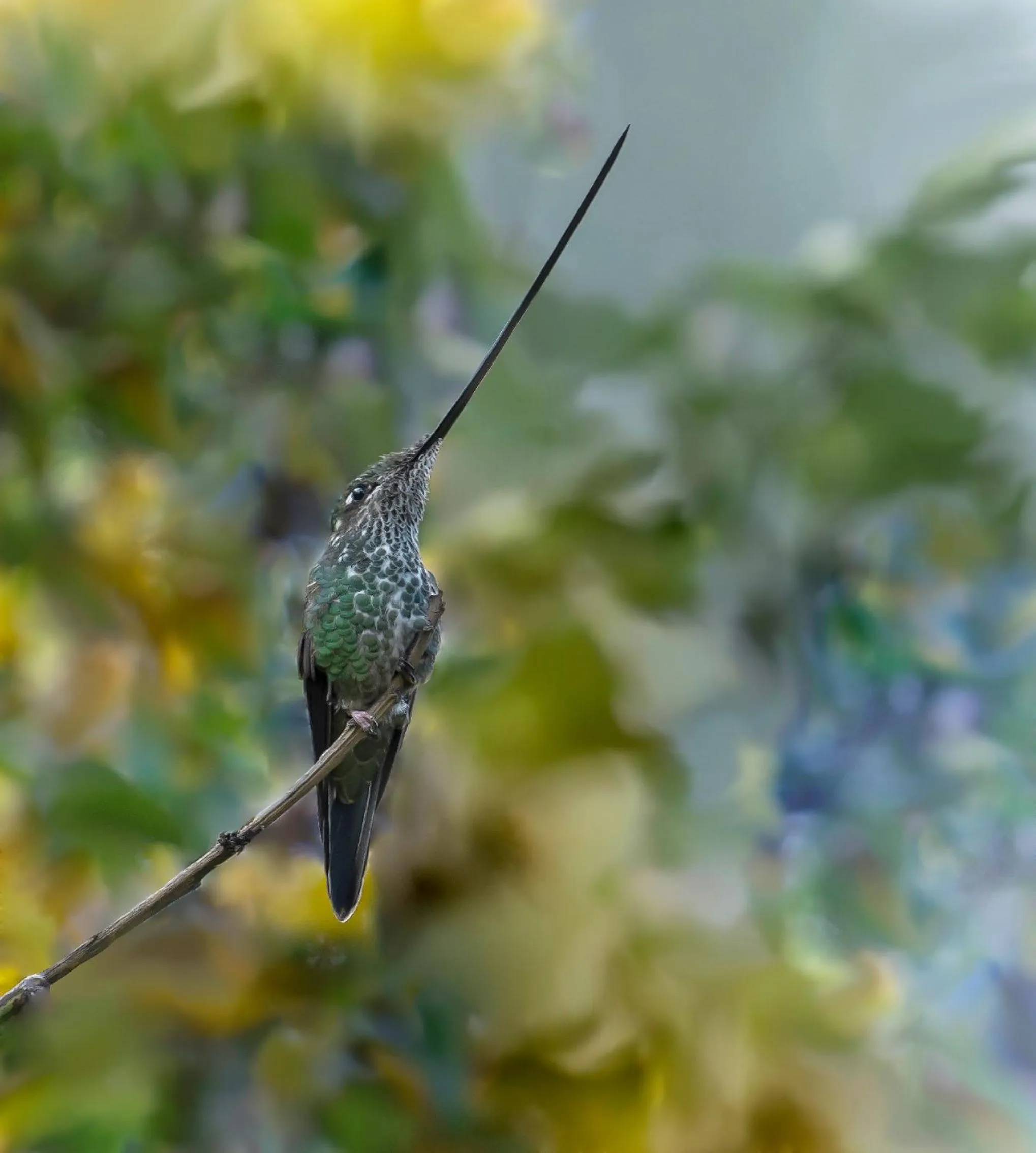 Animals in Hacienda Jimenita Wildlife Reserve