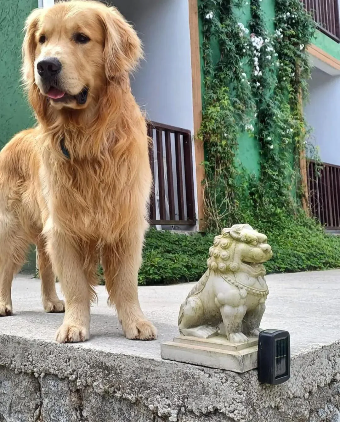 Pets in Pousada Dona Francisca