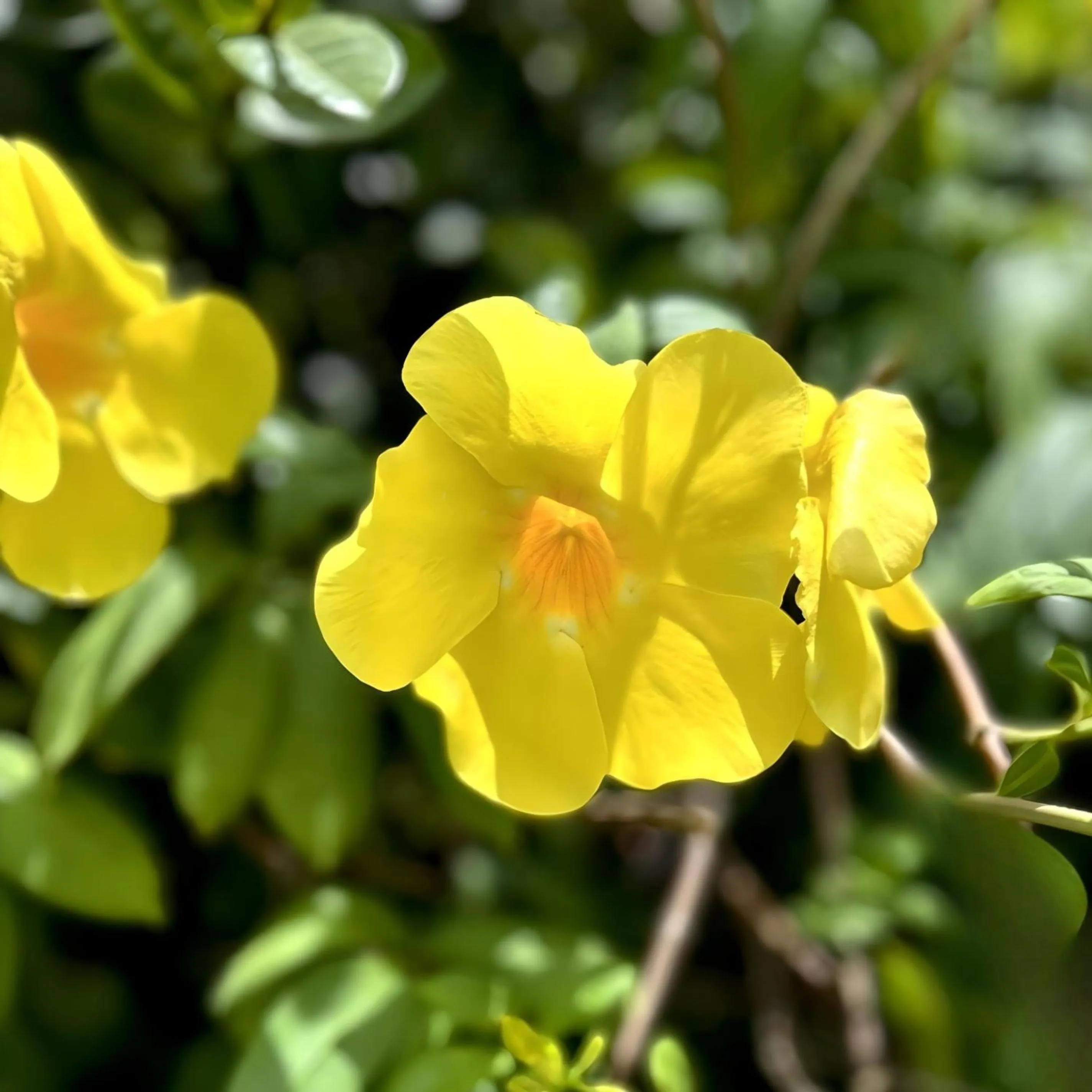 Natural landscape in Domaine de l'Anse Ramier