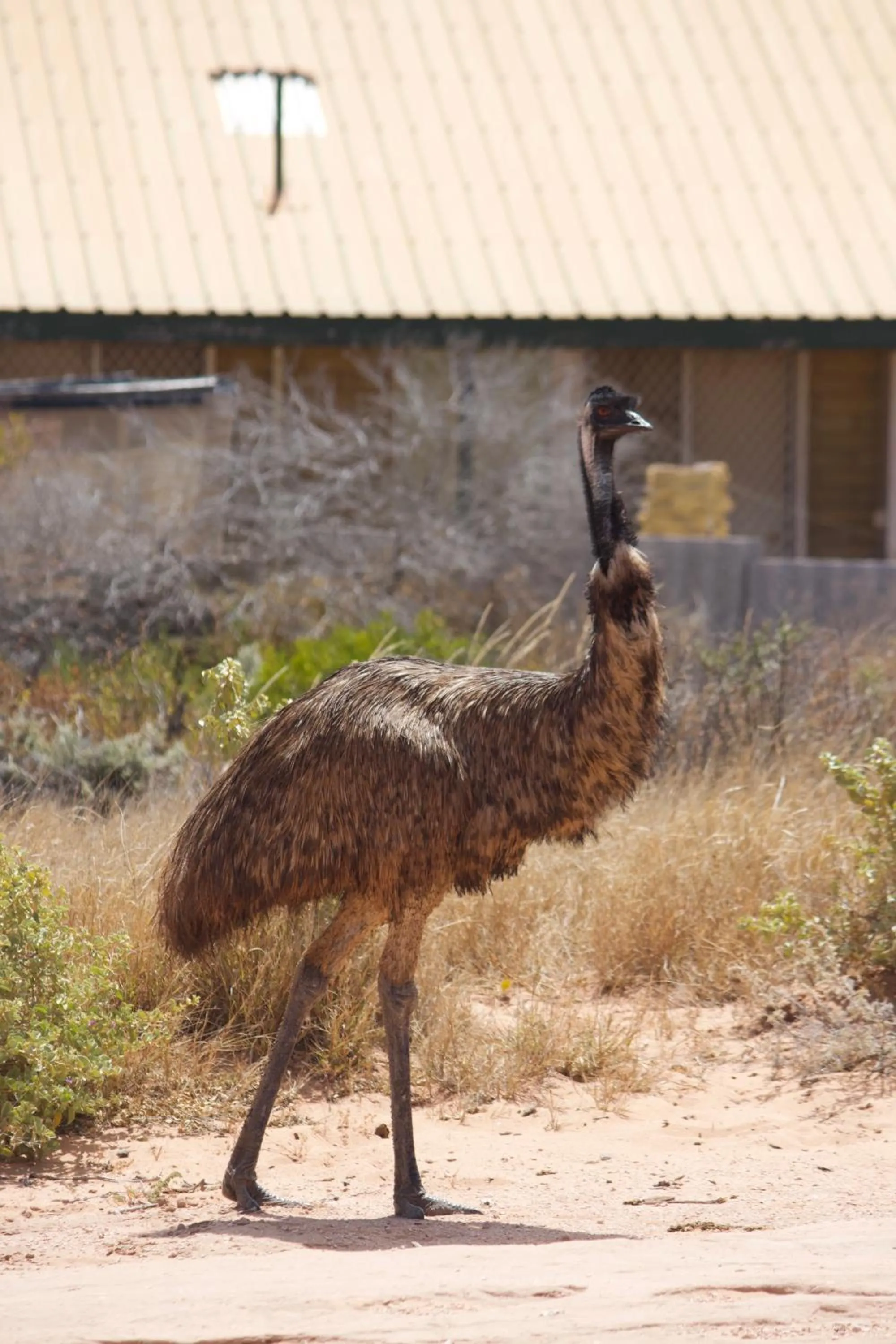 Heritage Resort Shark Bay