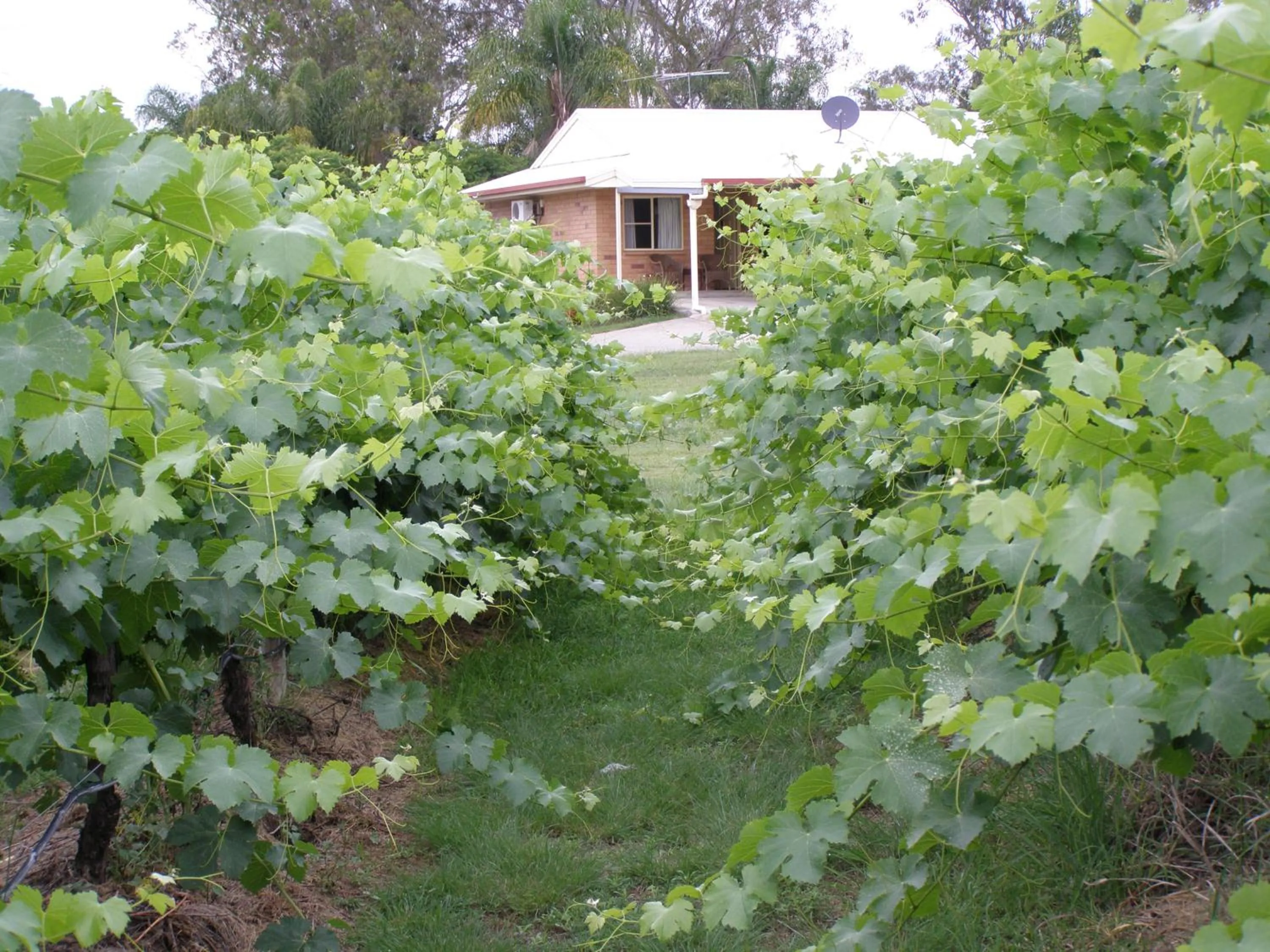 Garden in Copper Country Motor Inn