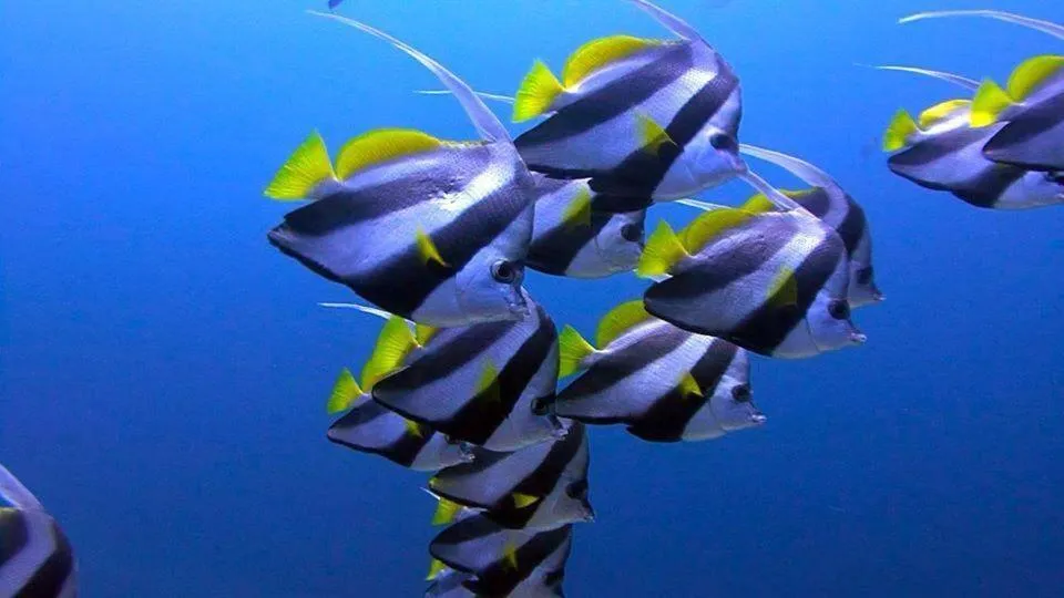 Snorkeling in Charming Holiday Lodge