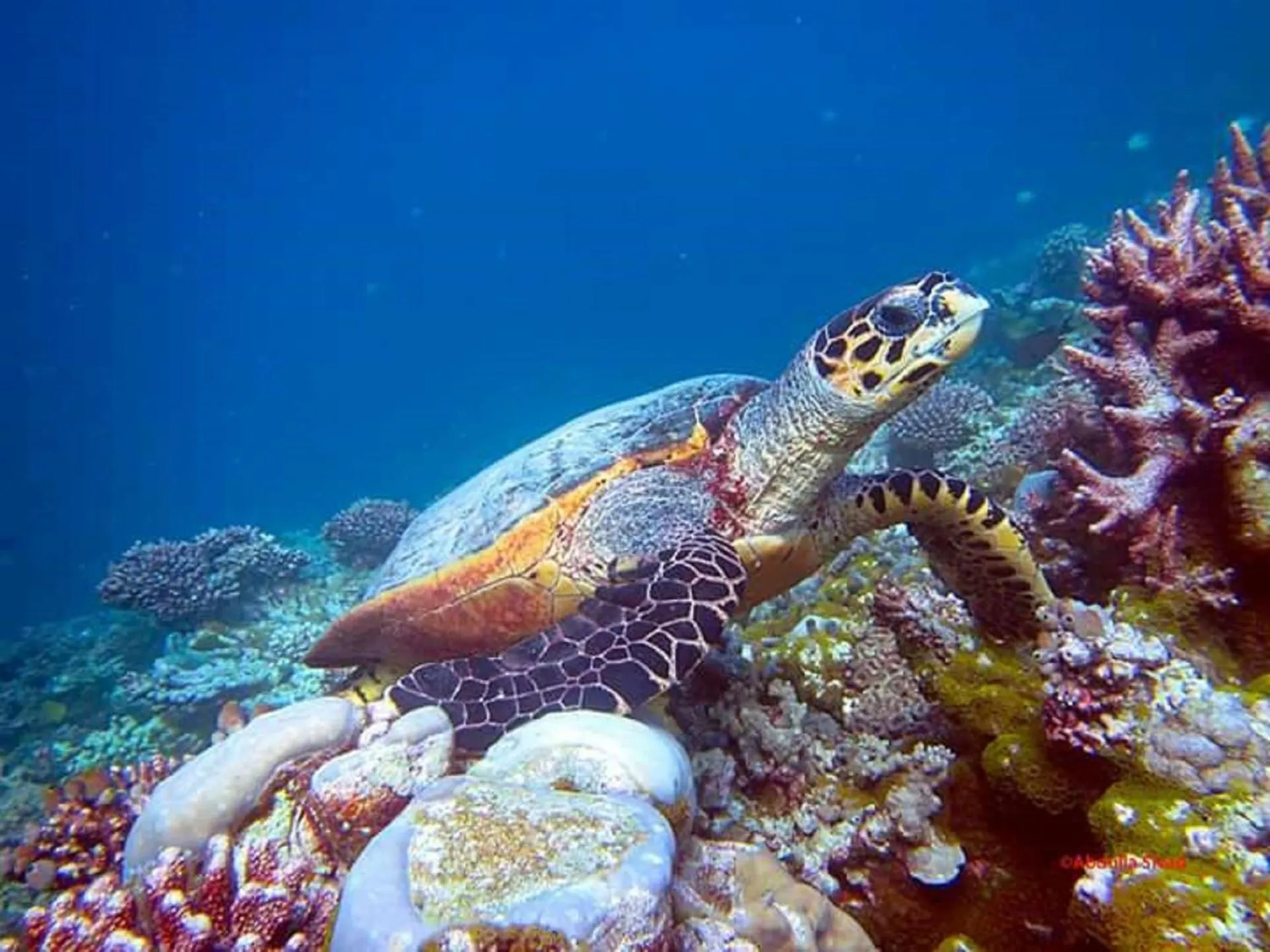 Snorkeling in Charming Holiday Lodge