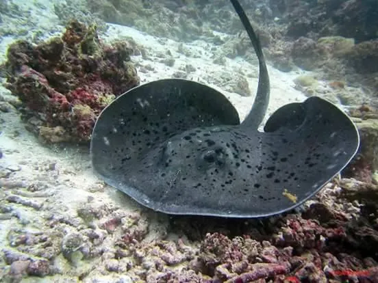 Diving in Charming Holiday Lodge