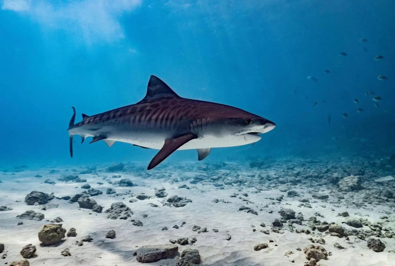 Charming Holiday Lodge