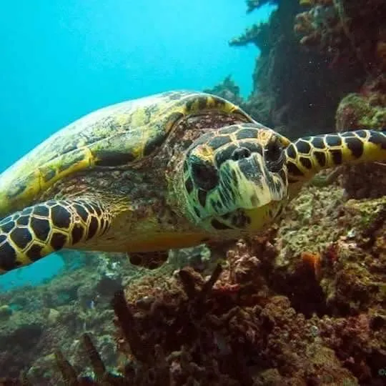 Snorkeling in Charming Holiday Lodge
