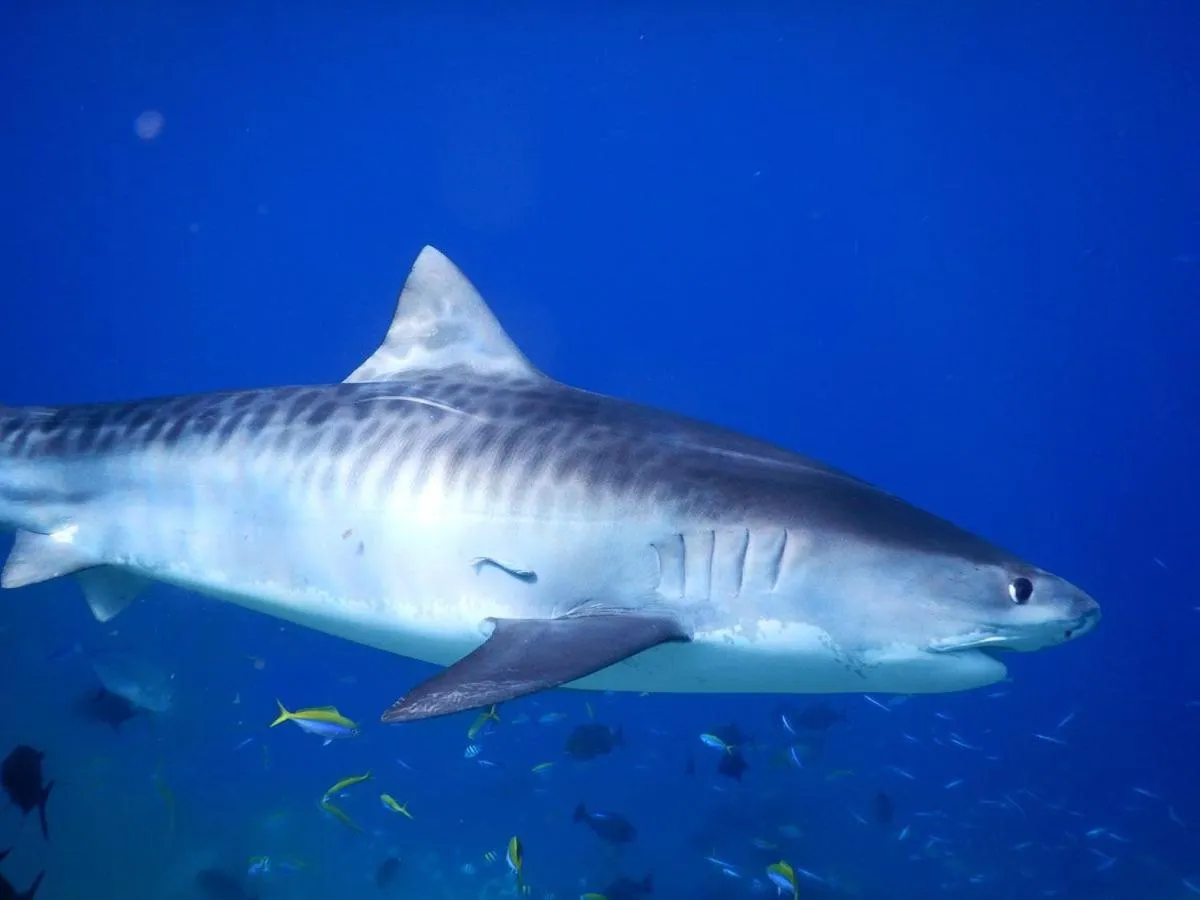 Diving in Charming Holiday Lodge