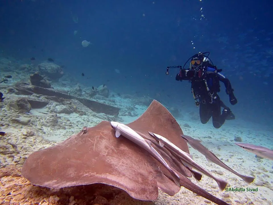 Diving in Charming Holiday Lodge