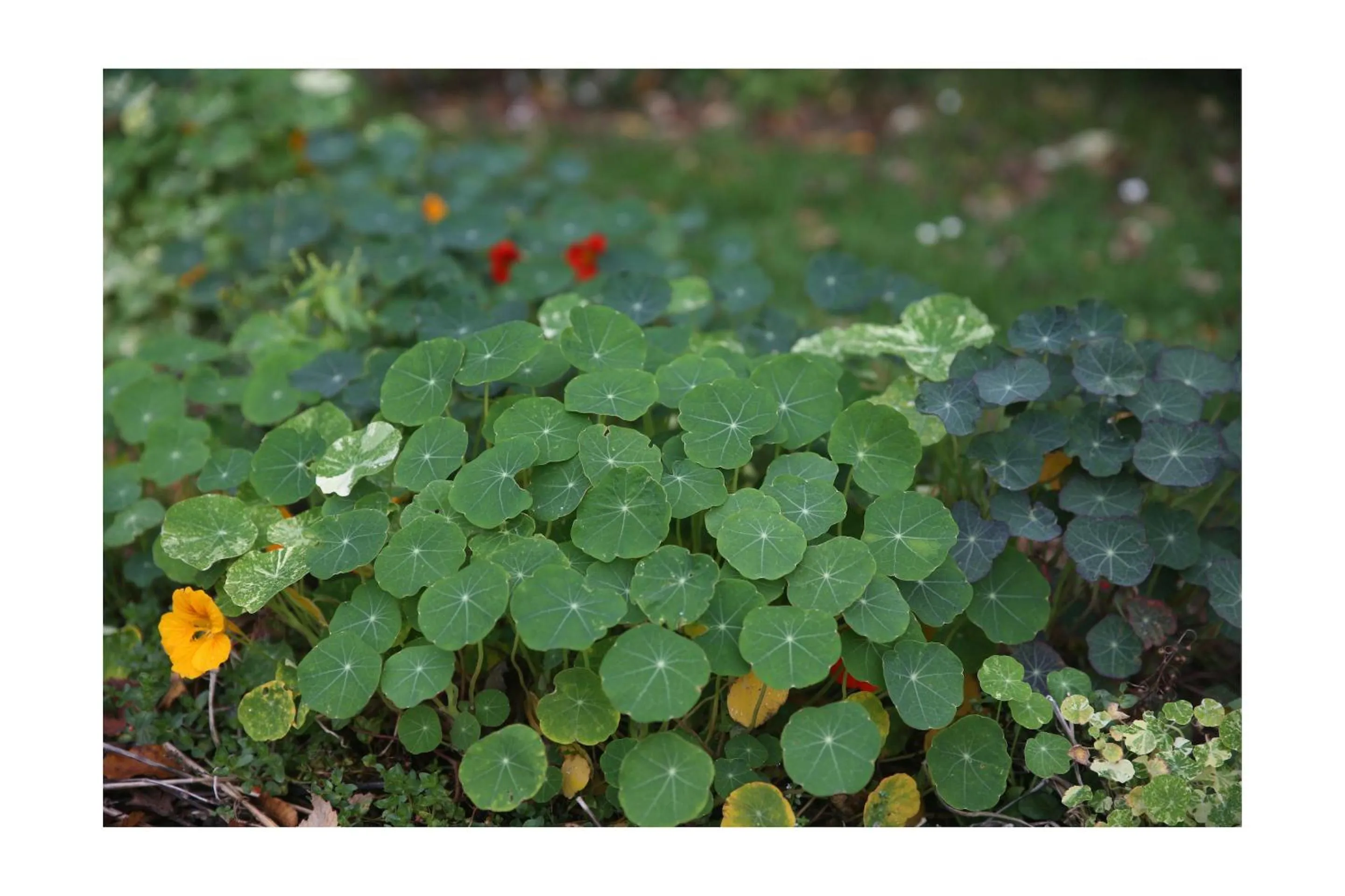 Garden in Château d'Harcelaines