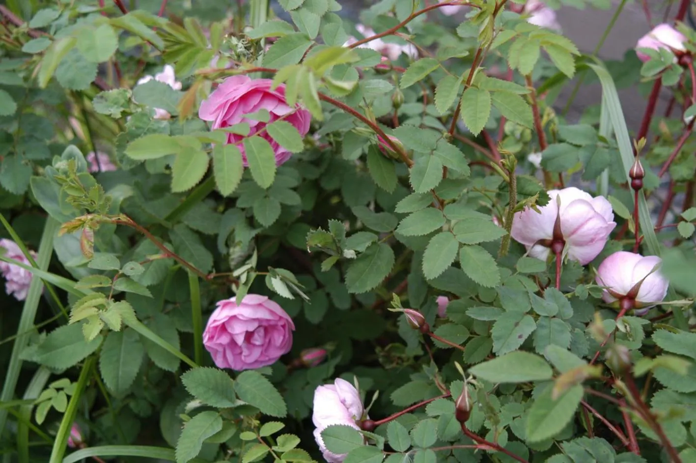 Garden in E-City B&B