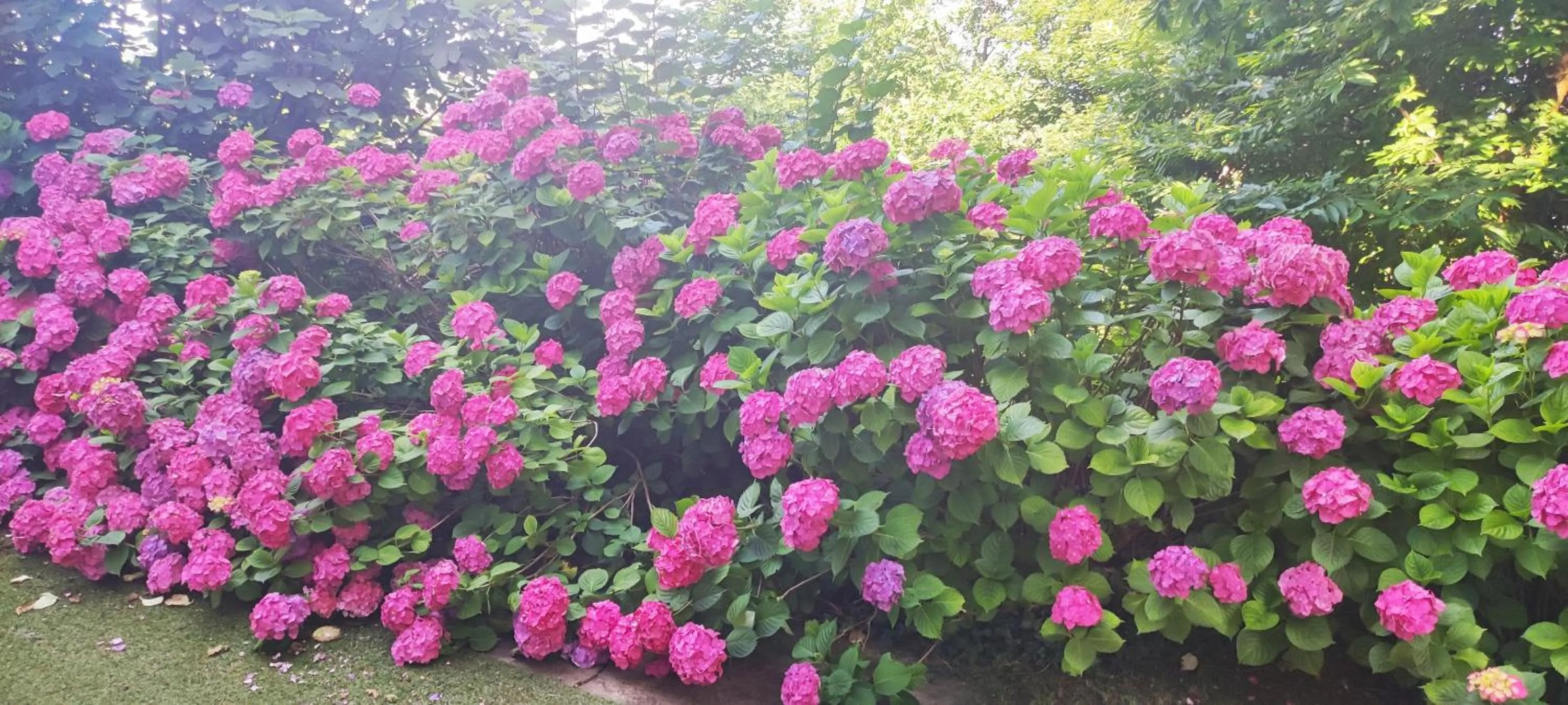 Natural landscape in "La Selvetta" bed and breakfast