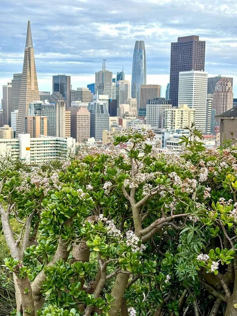 City view in ITH San Francisco Pacific Tradewinds Backpacker Hostel