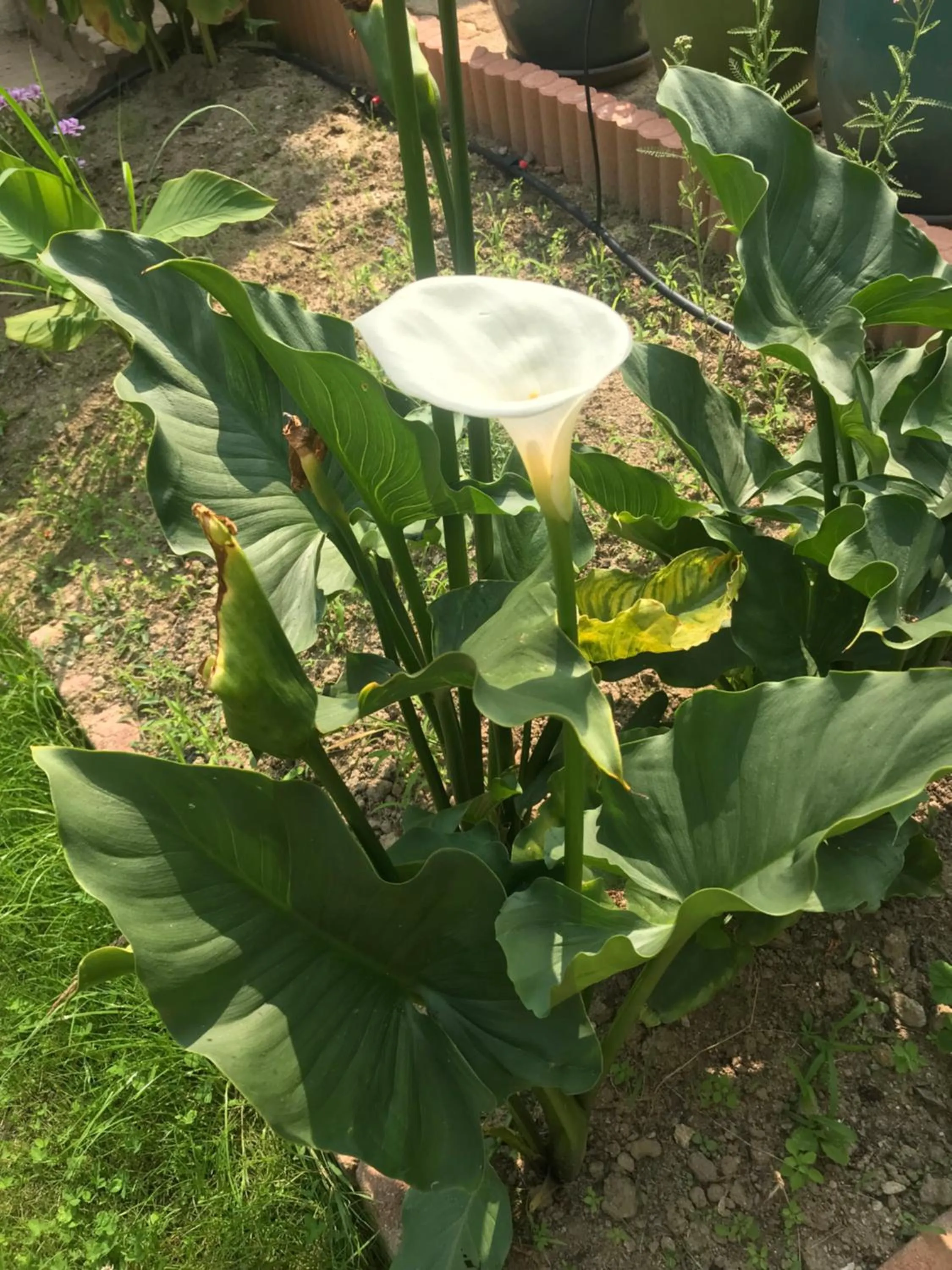Garden in Aux portes de Pornichet, Chambres d'hôtes Ty'Sacha
