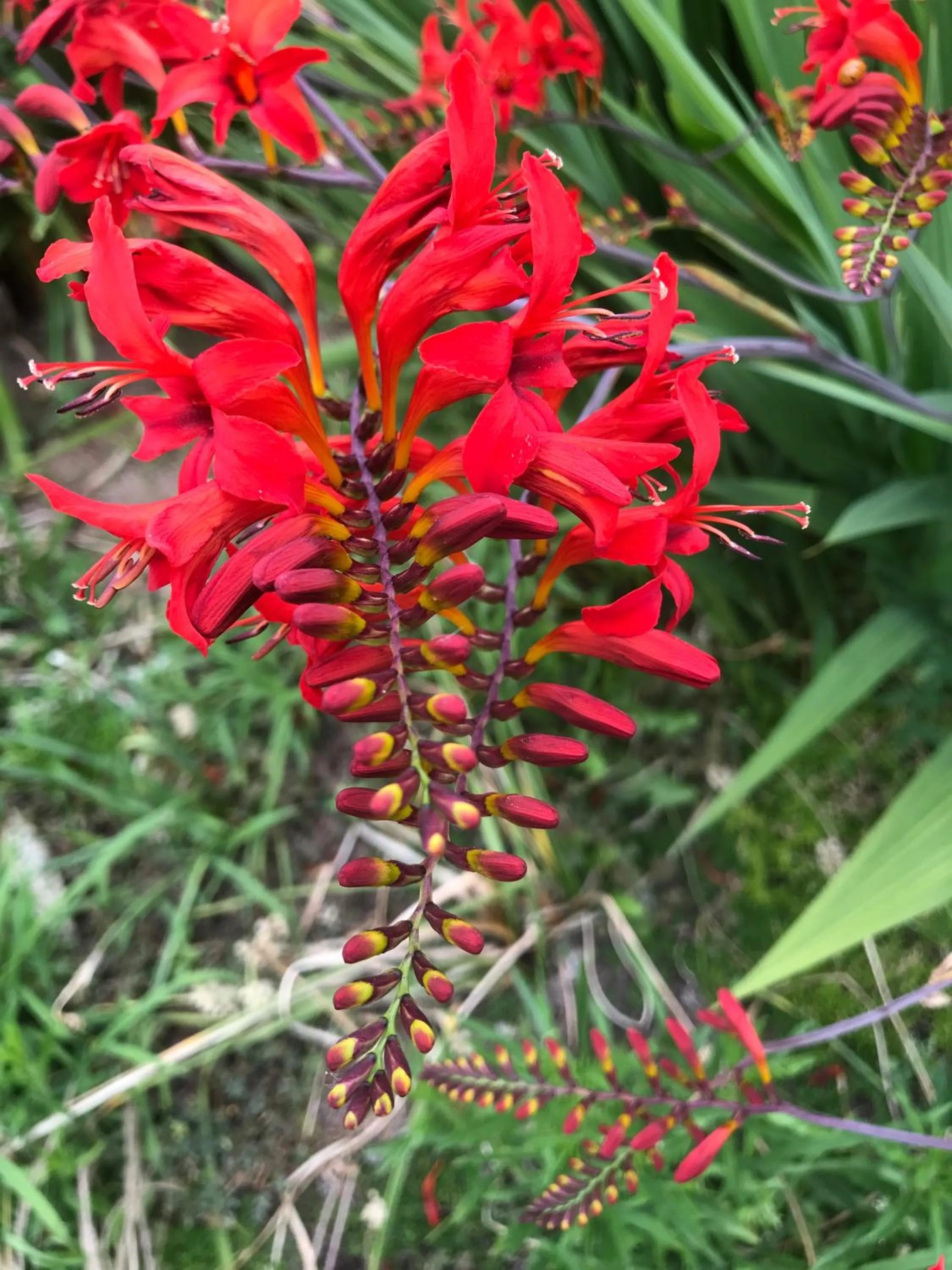 Garden in Aux portes de Pornichet, Chambres d'hôtes Ty'Sacha