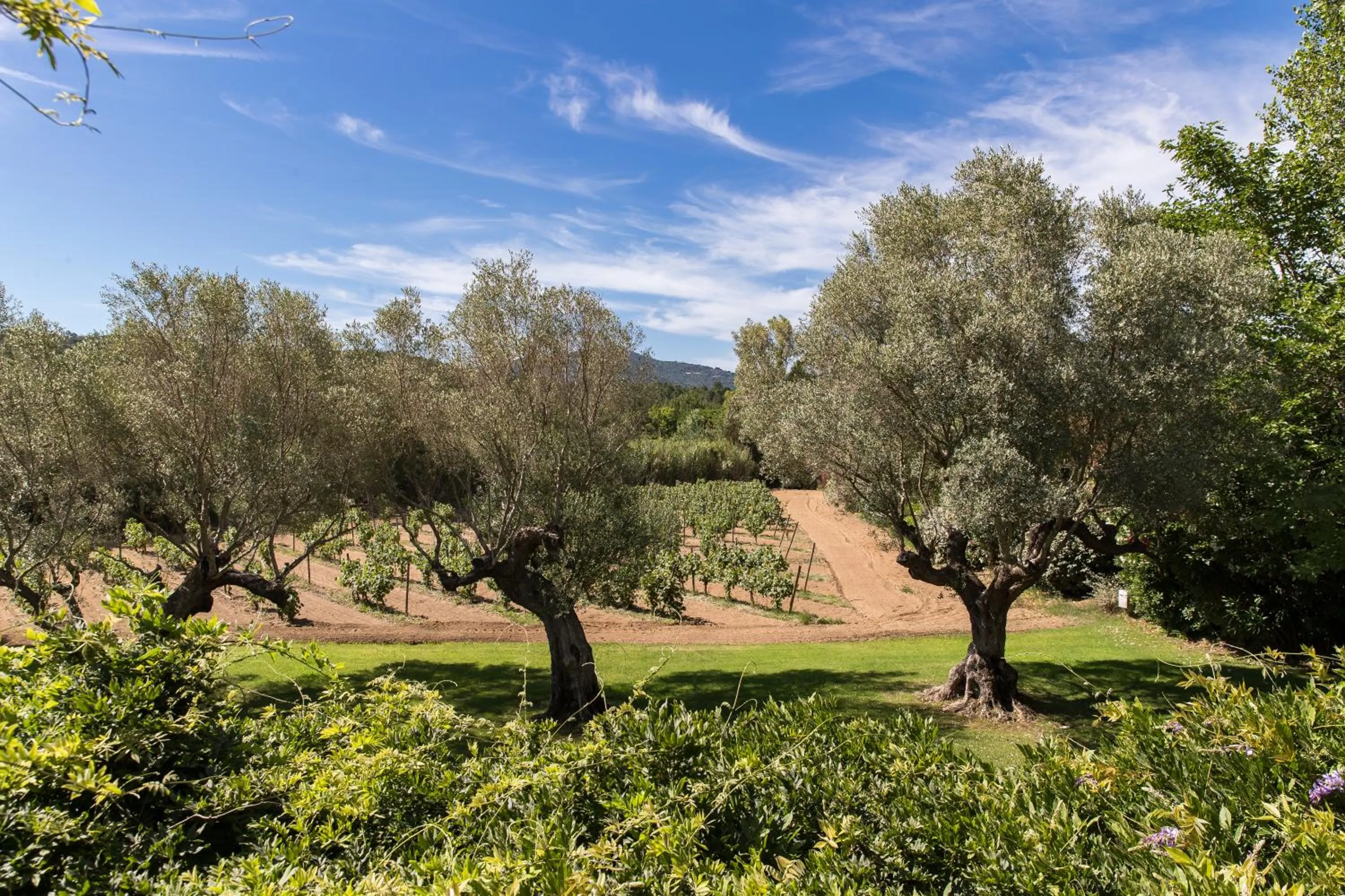 Spring in Domaine Les Mésanges