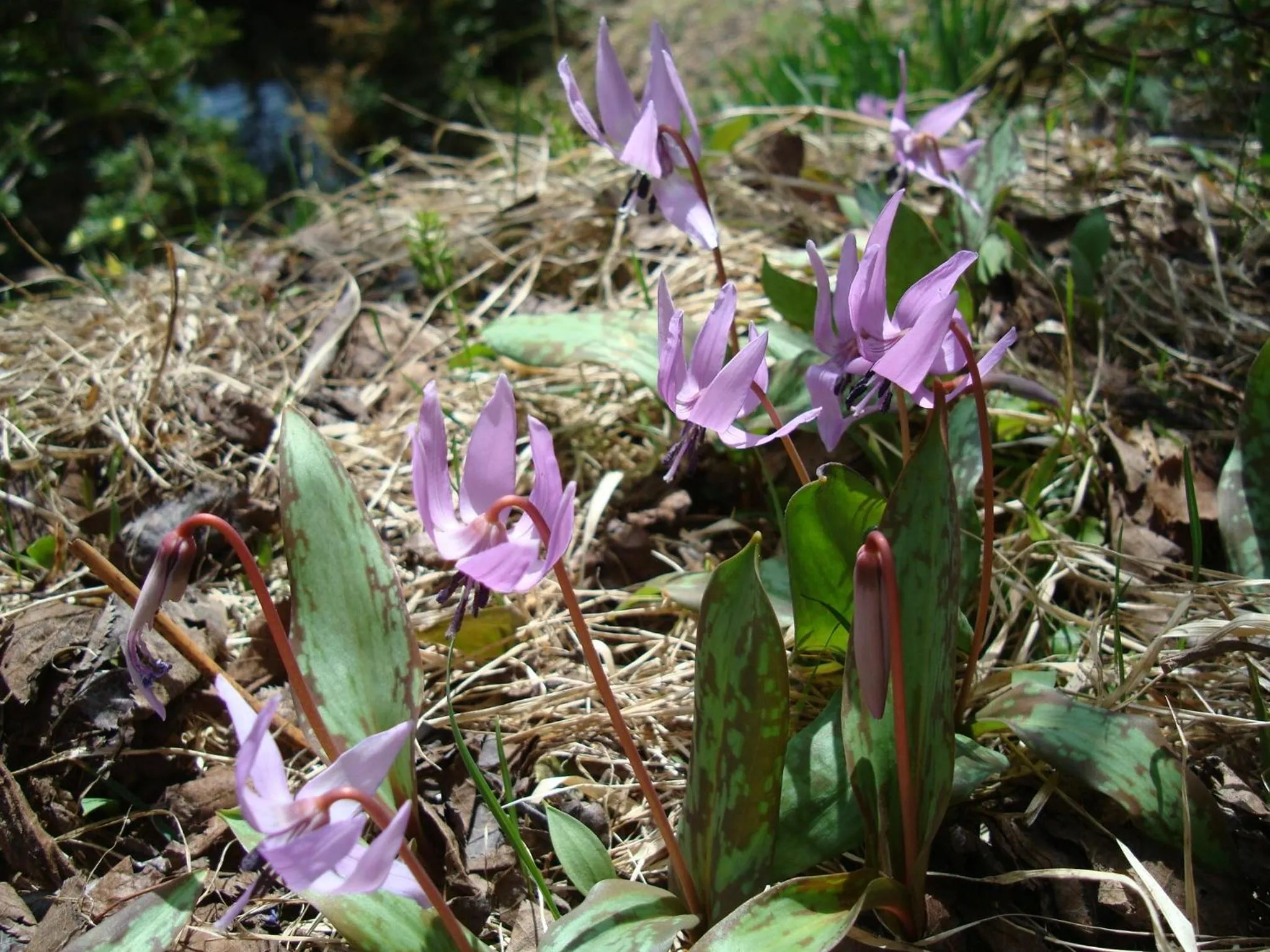 Area and facilities in Togakushi- Kogen Minshuku Rindo