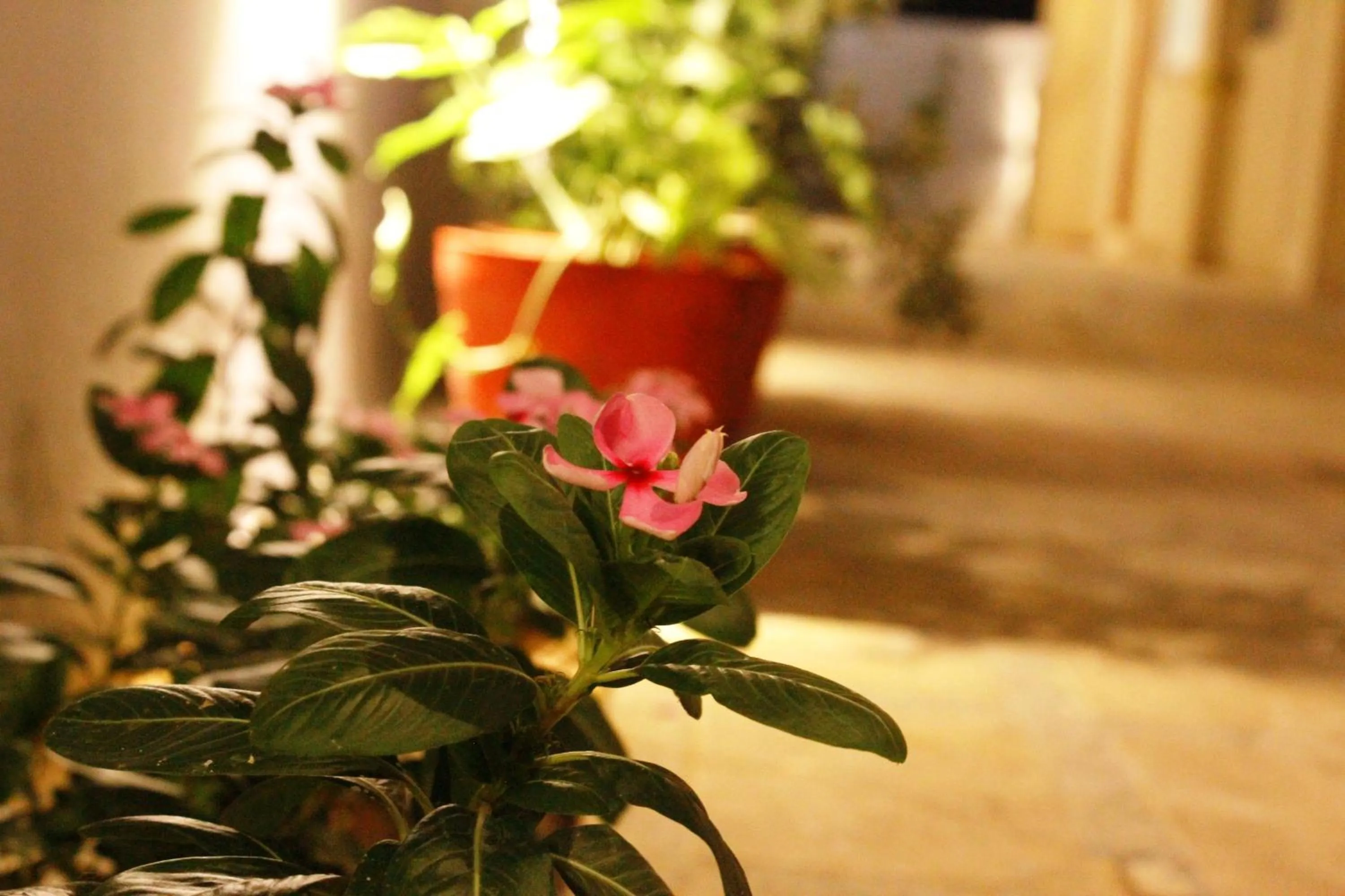 Garden in The Vrindwoods