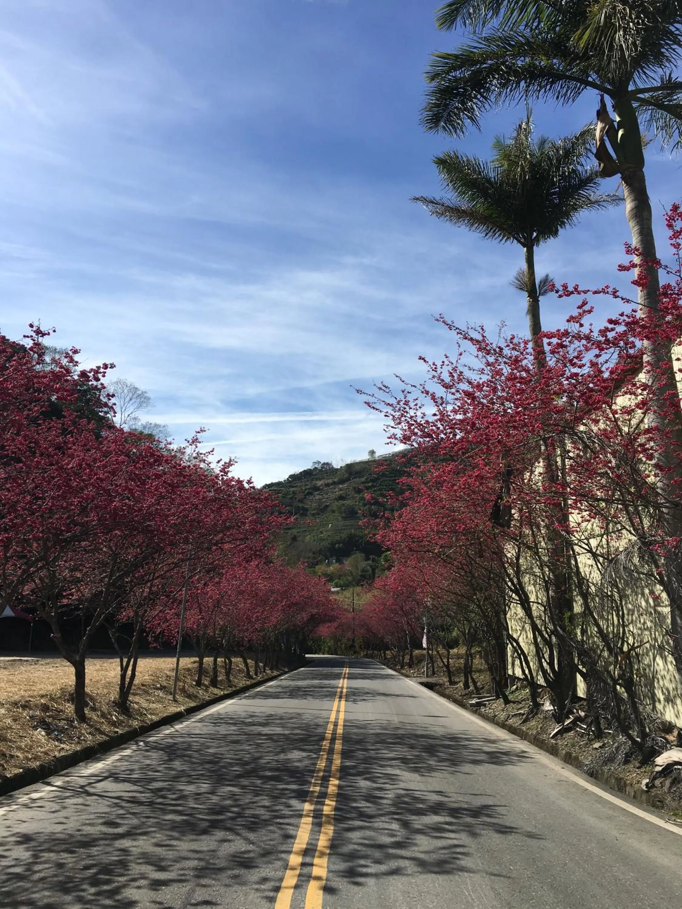 Spring in Honey Moon Hotel