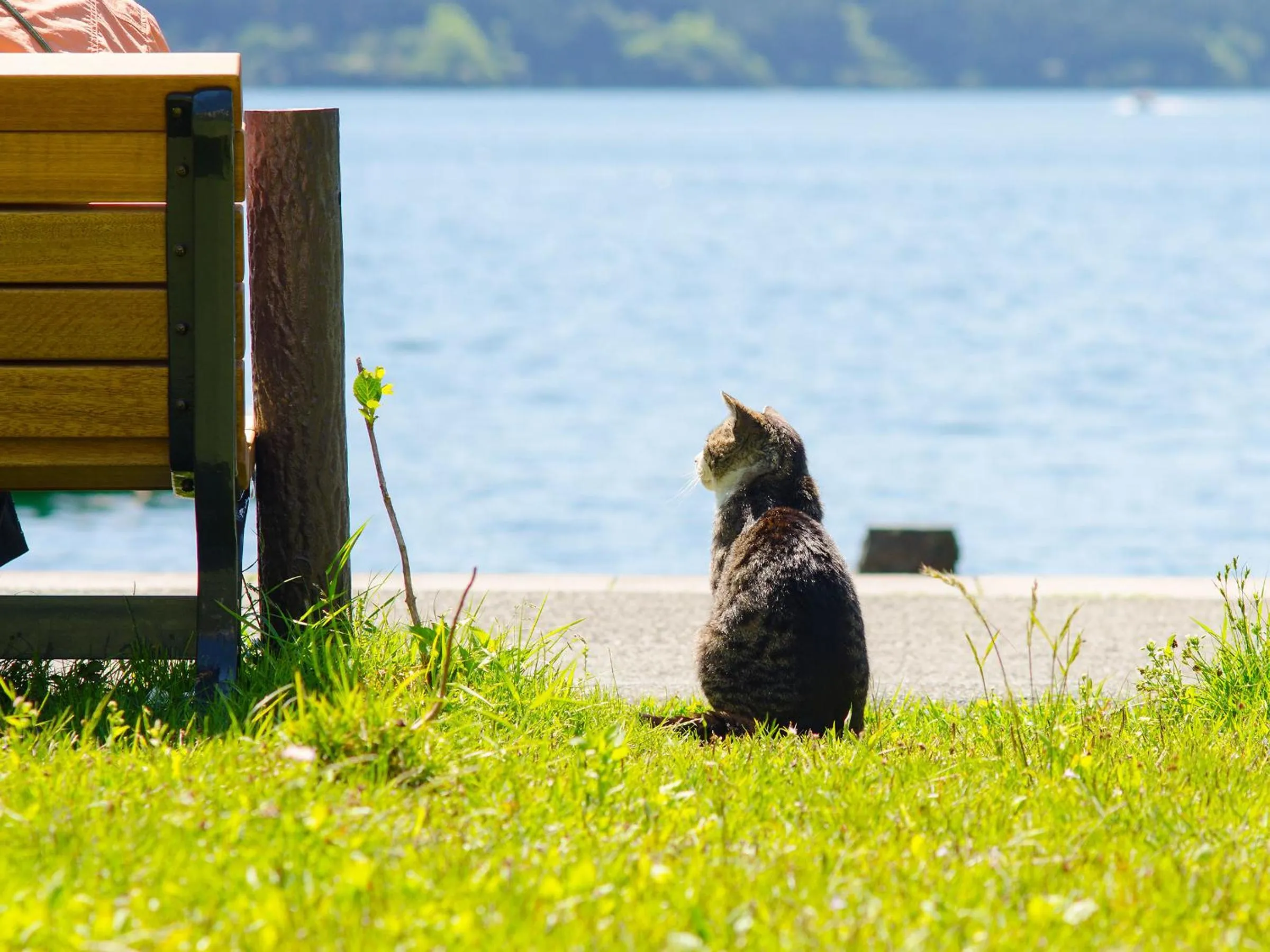 Day, Other Animals in Hotel Musashiya