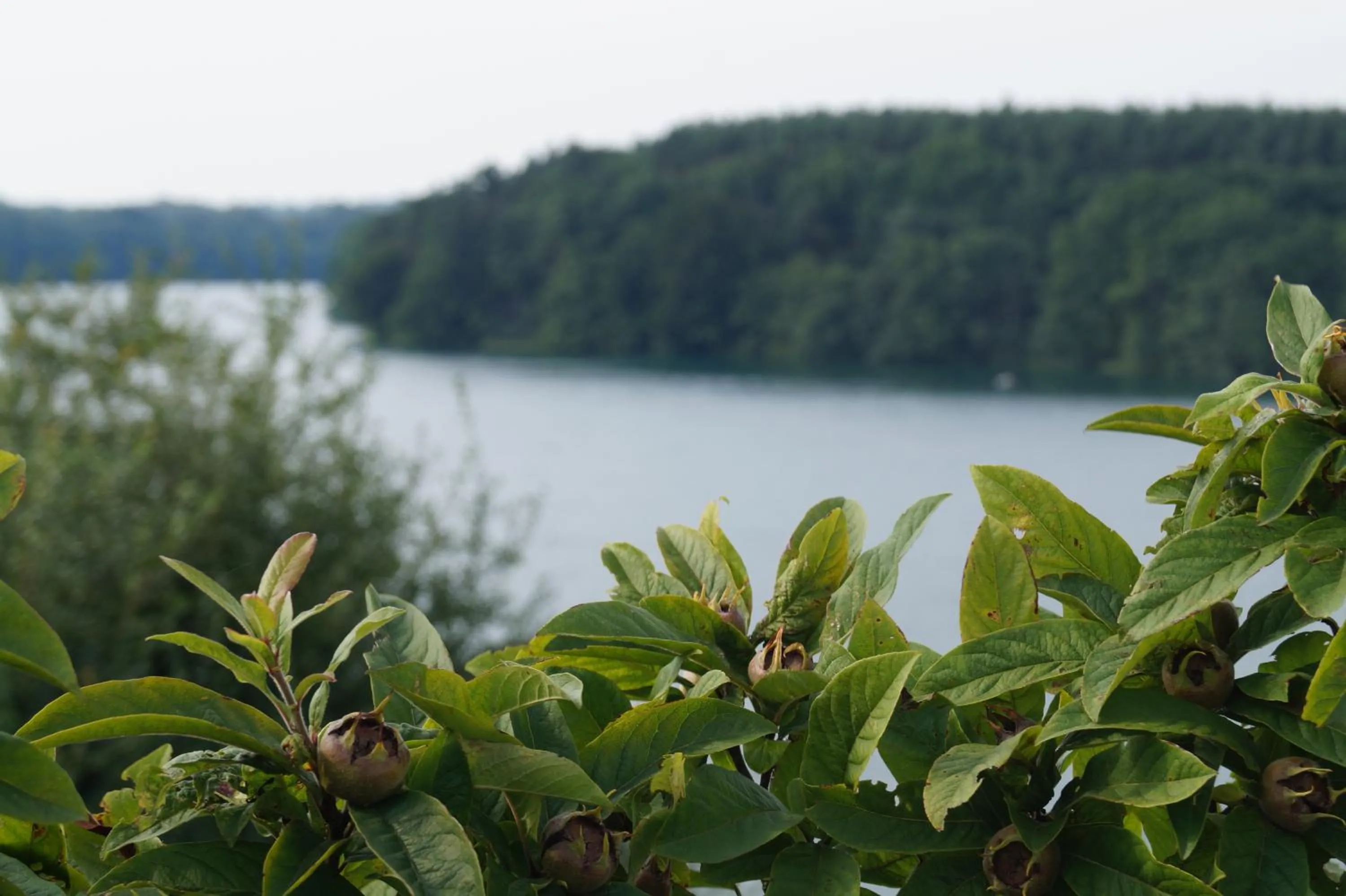 Natural landscape in Hotel Kleines Meer
