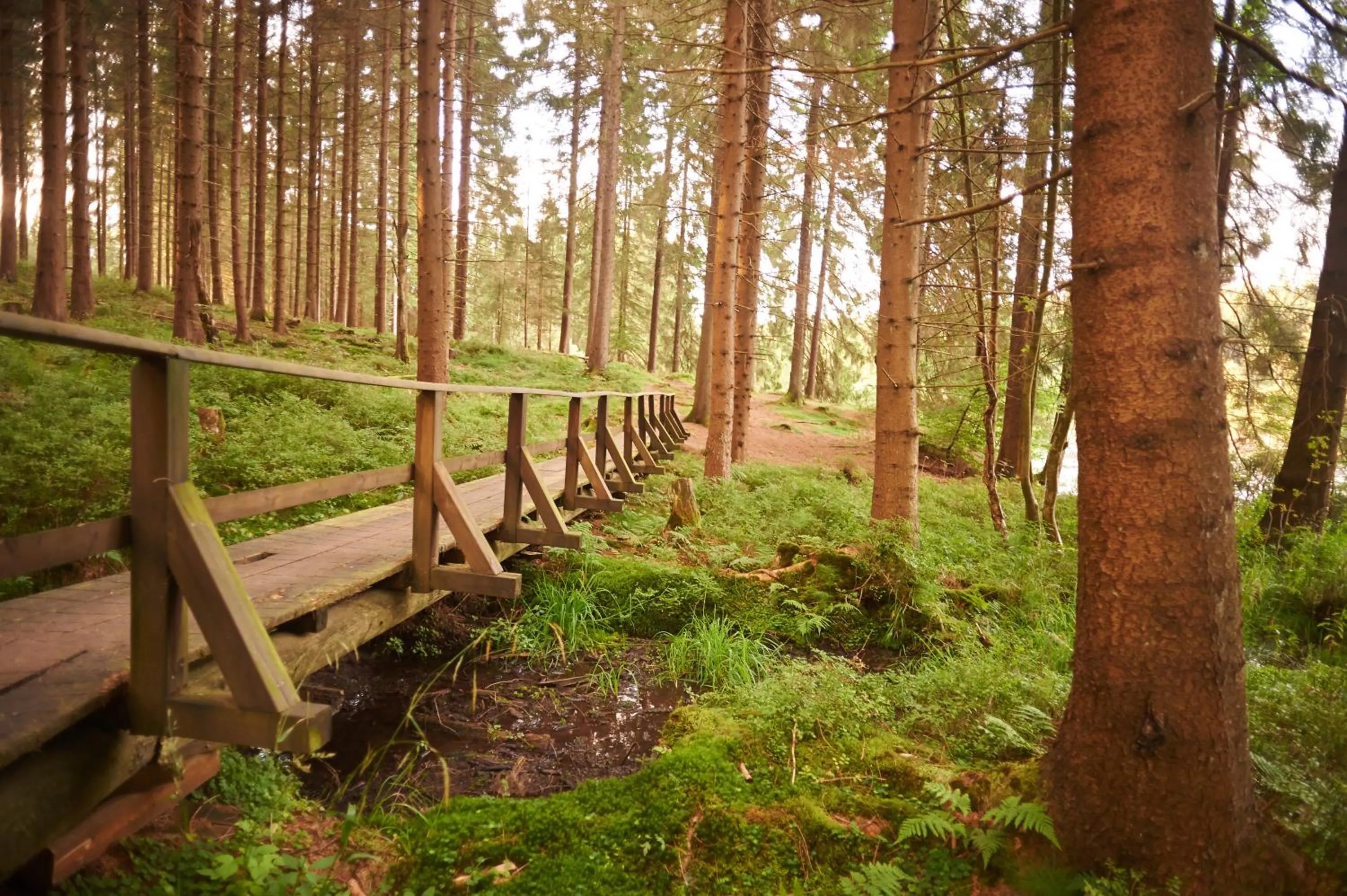 Natural landscape in Naturkost-Hotel Harz