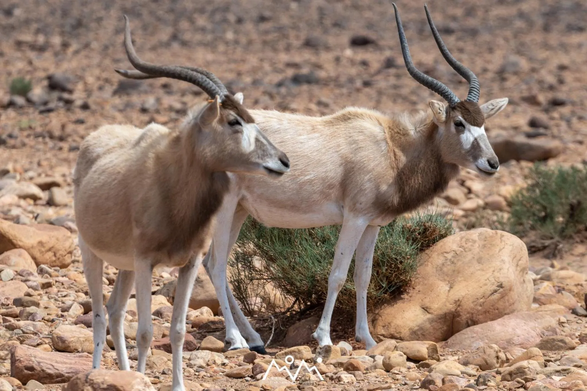 Bivouac Joudour Sahara