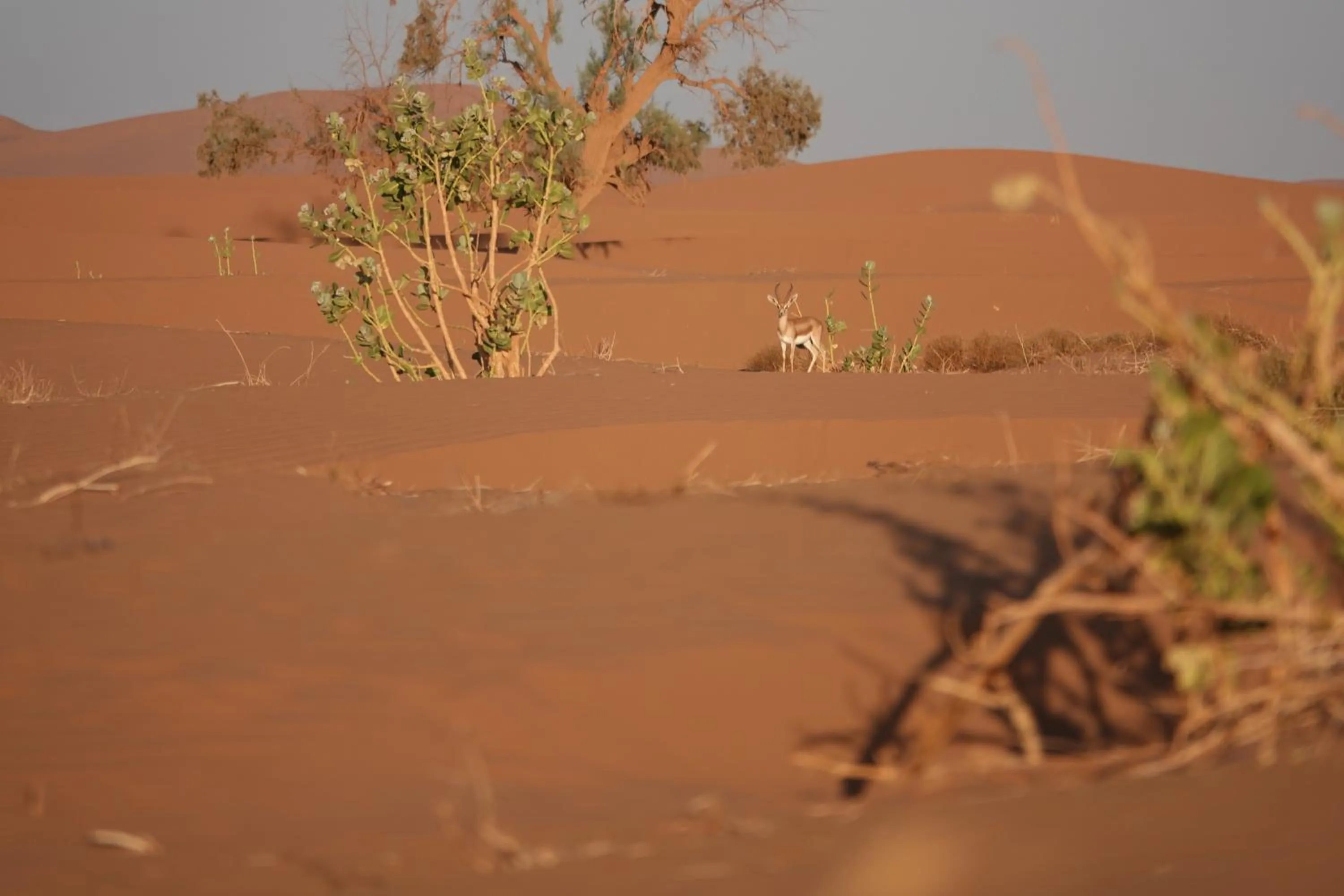 Bivouac Joudour Sahara