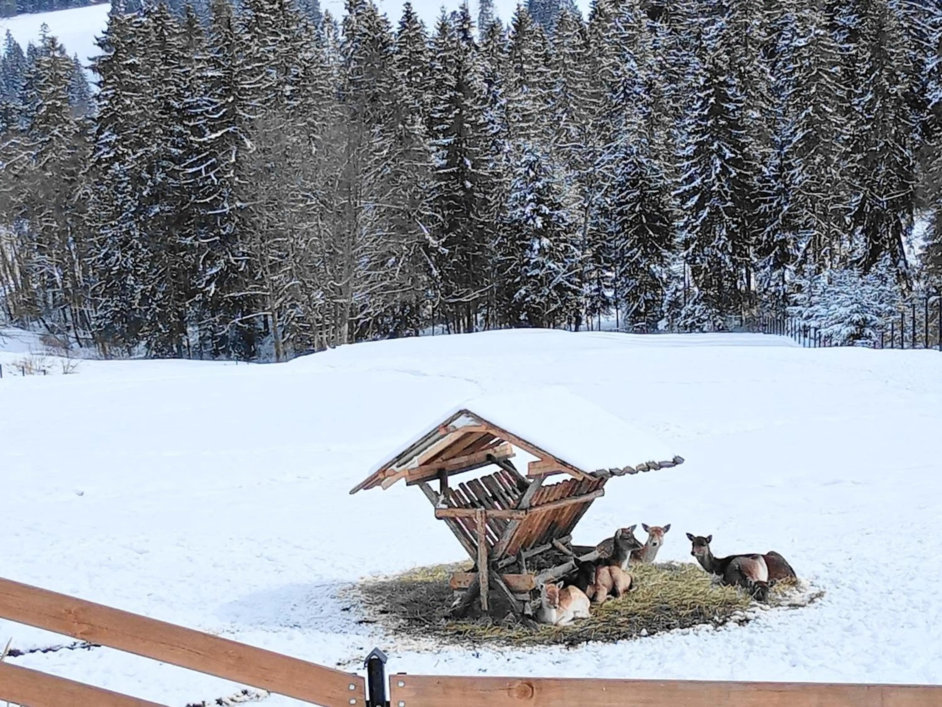 Natural landscape in Pensjonat u Bartka - Wyzywienie na miejscu