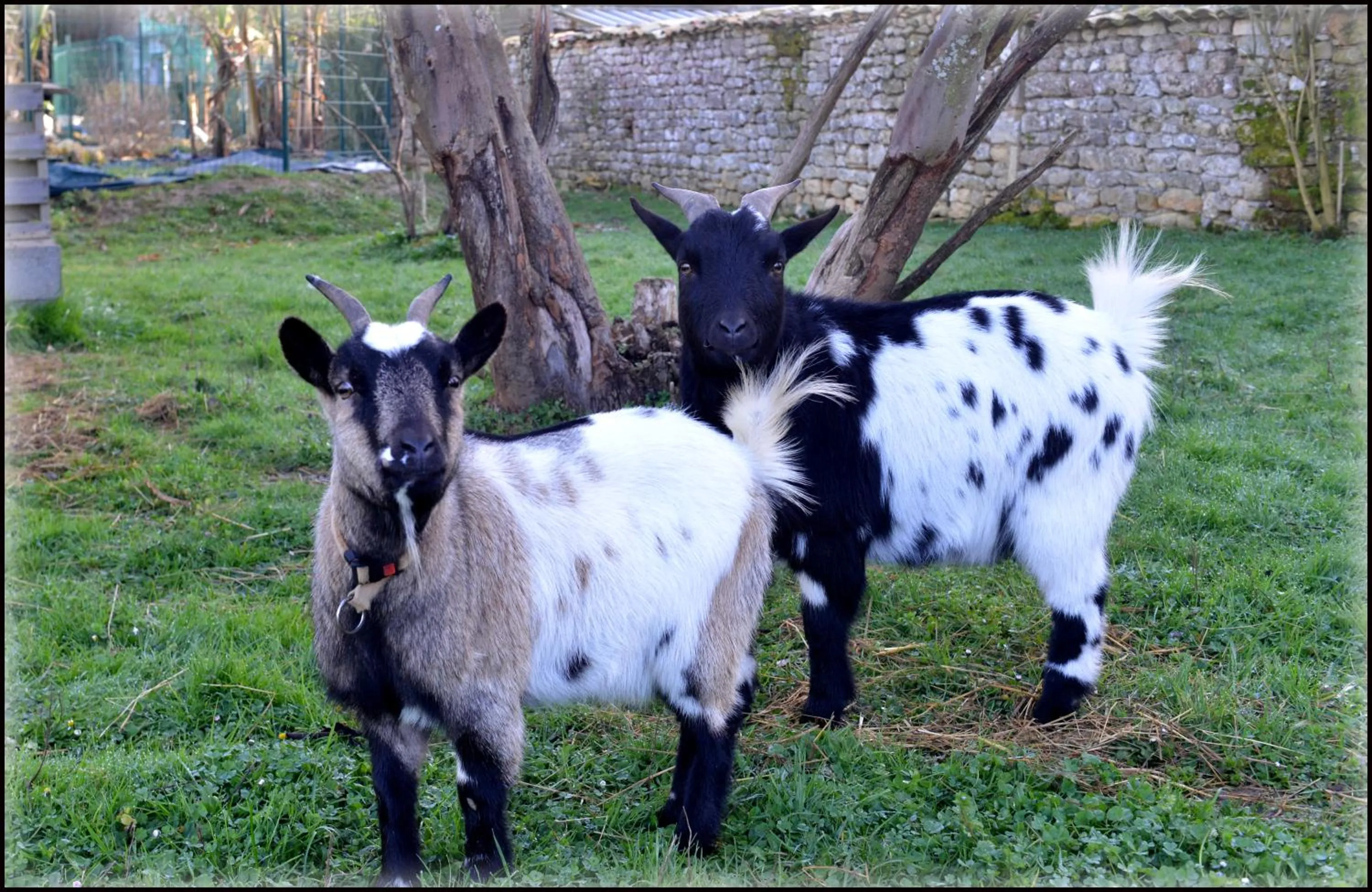 Animals in Jardin d'arcy - chambres d'hôtes avec piscine et SPA