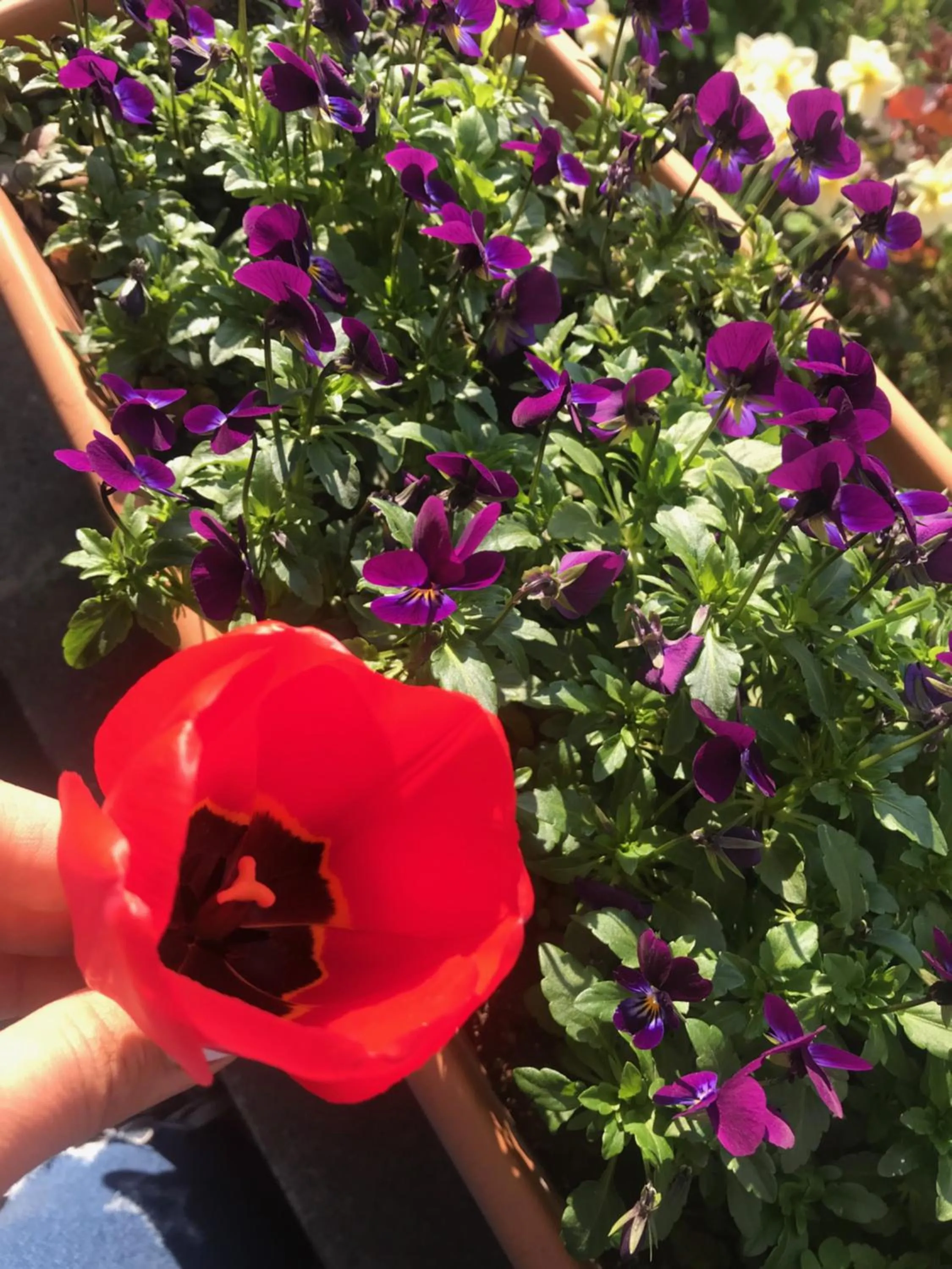 Garden view in Christy Hotel