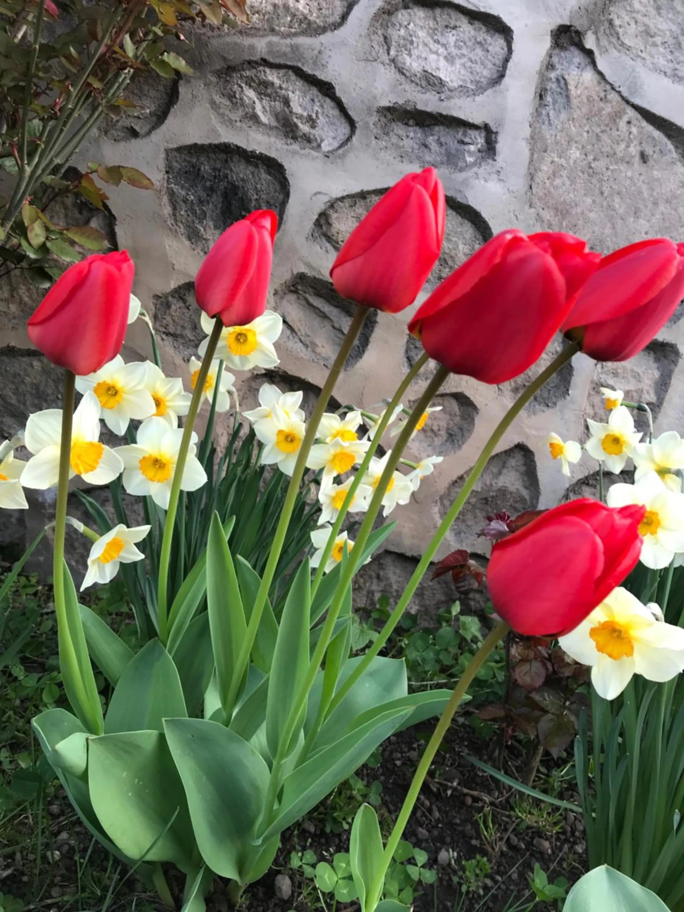 Garden in Christy Hotel