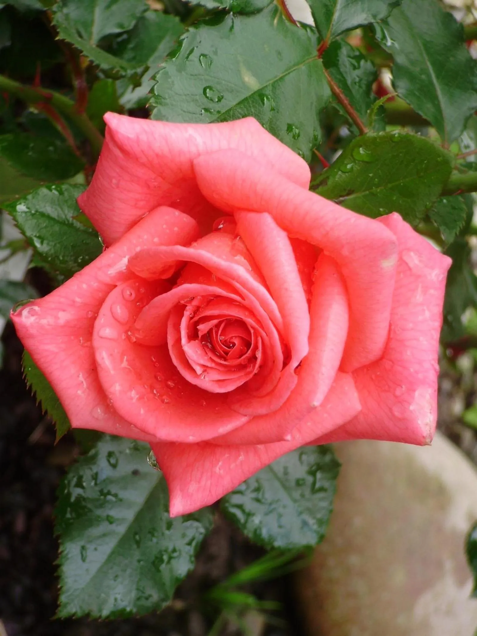 Garden view in La Bastide du Moulin - Mont St Michel