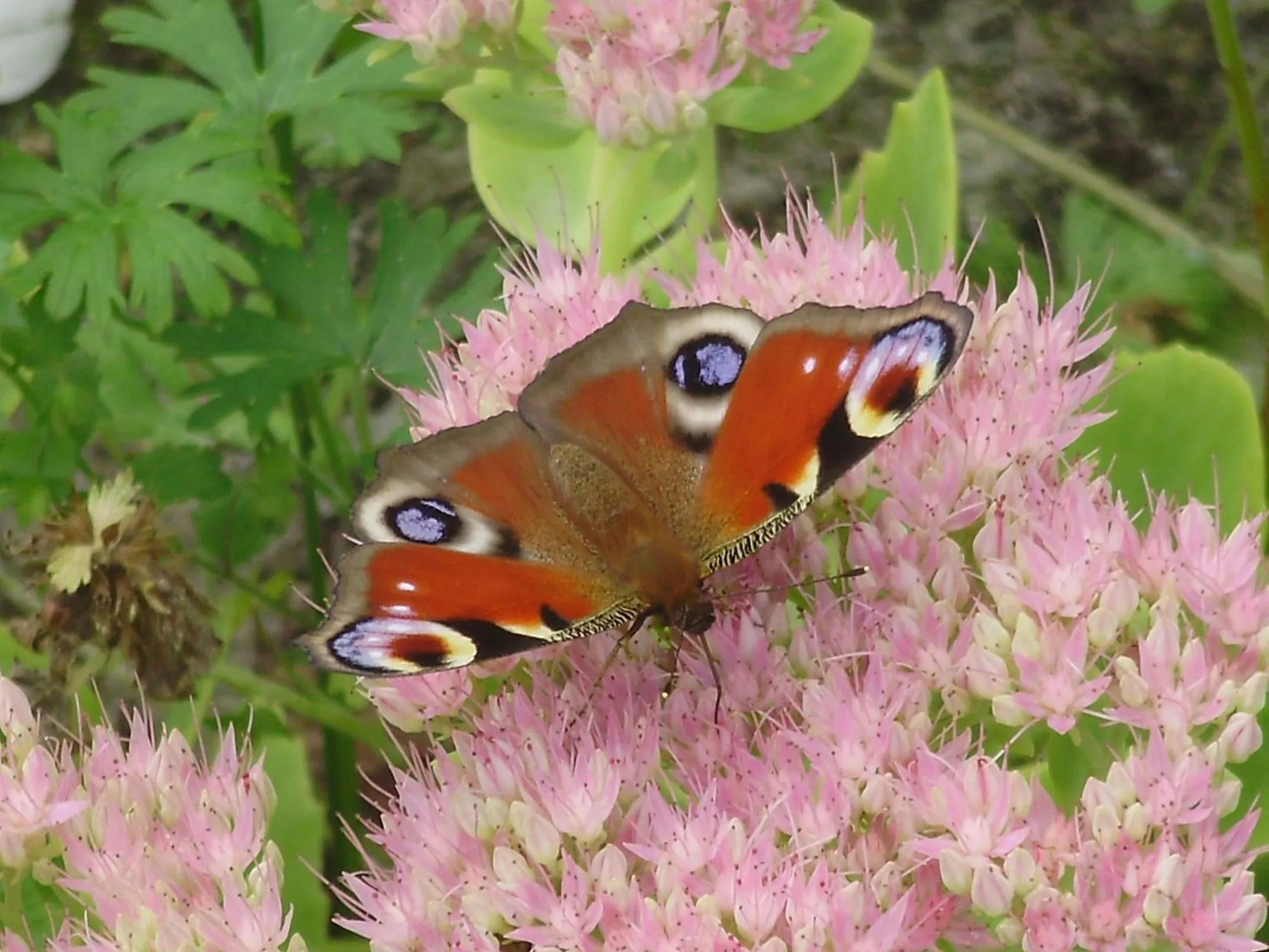 Garden in La Bastide du Moulin - Mont St Michel