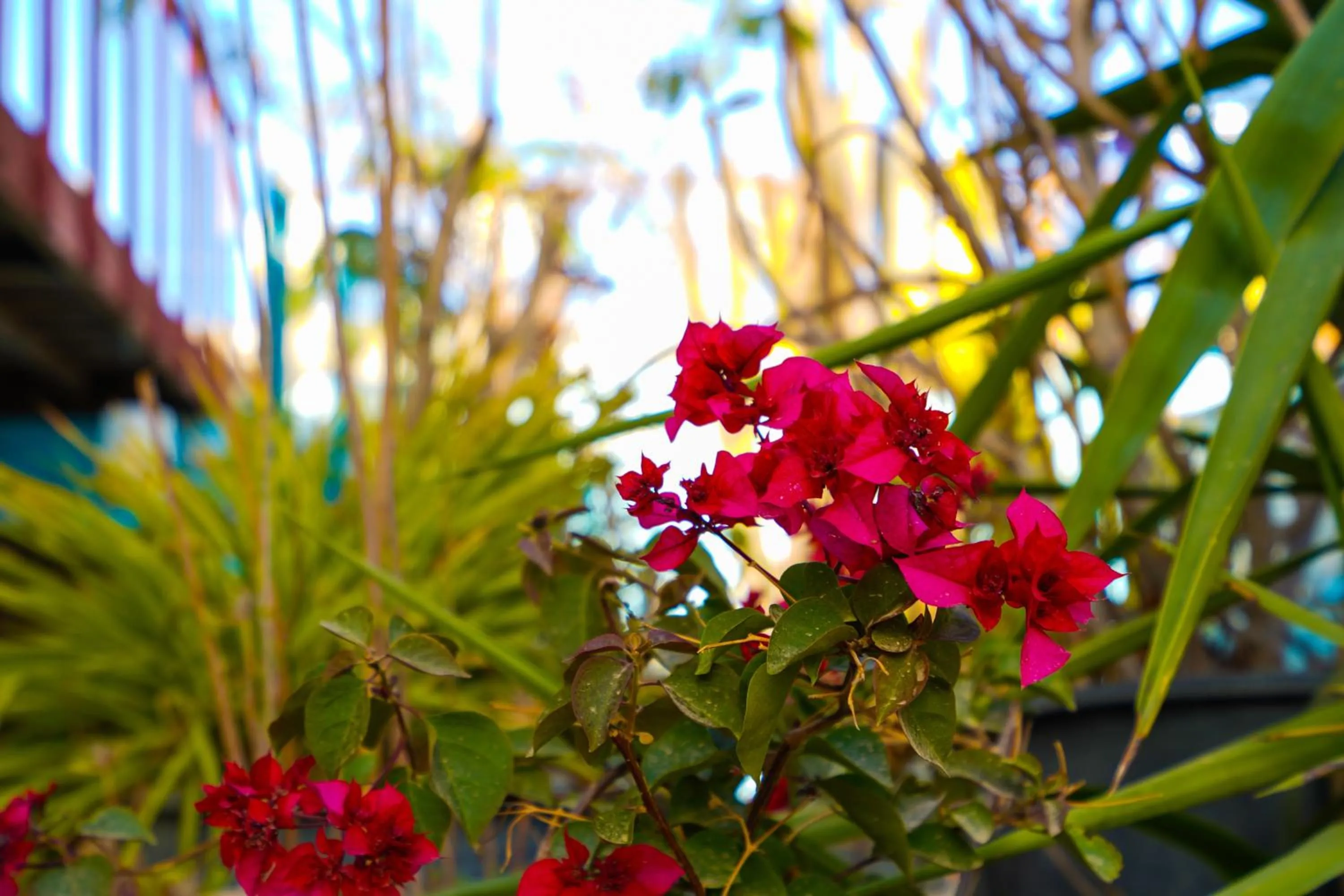 Garden in Dahab Hostel