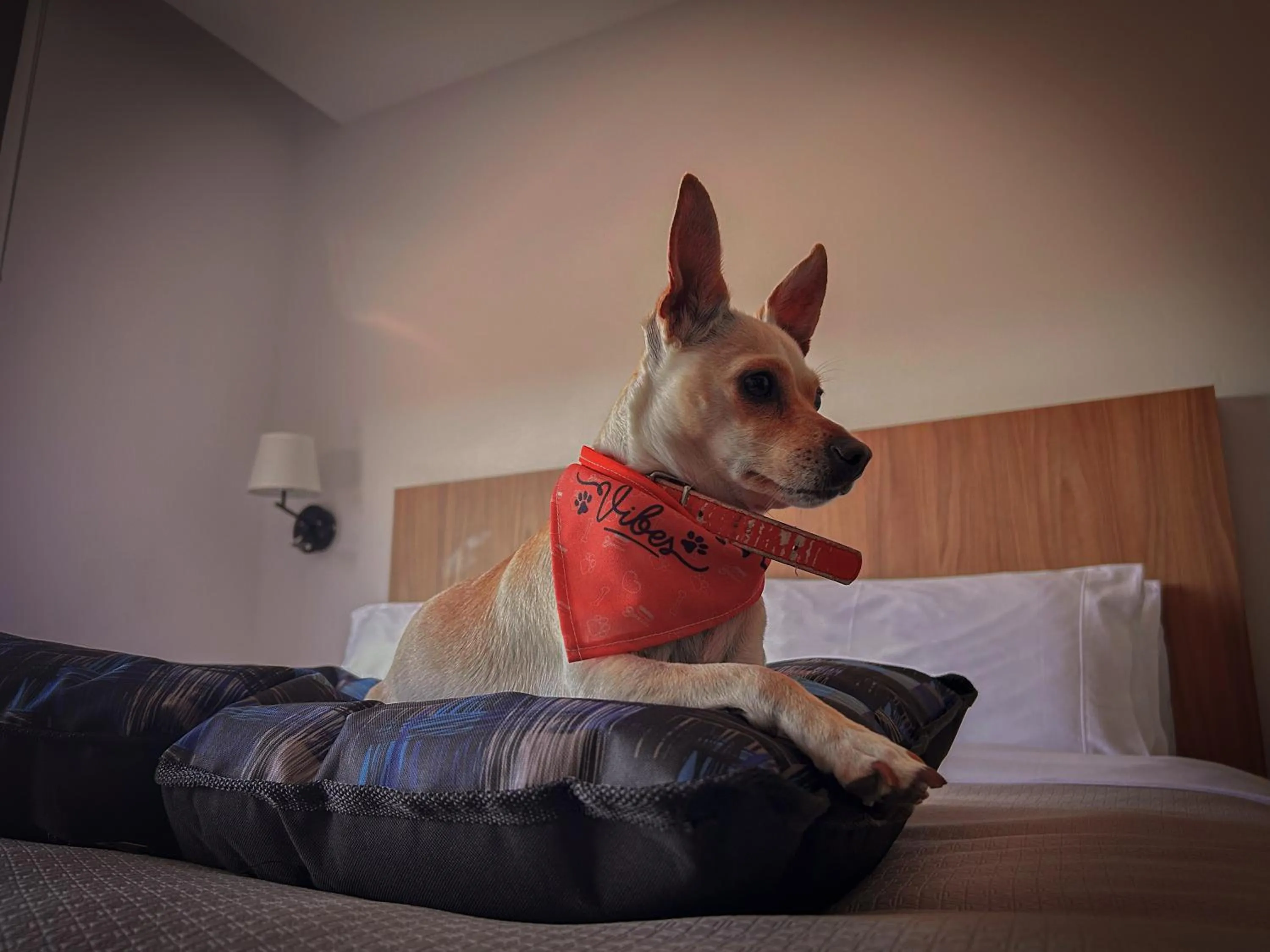 Pets, Bed in Stadía Suites Querétaro Centro Histórico