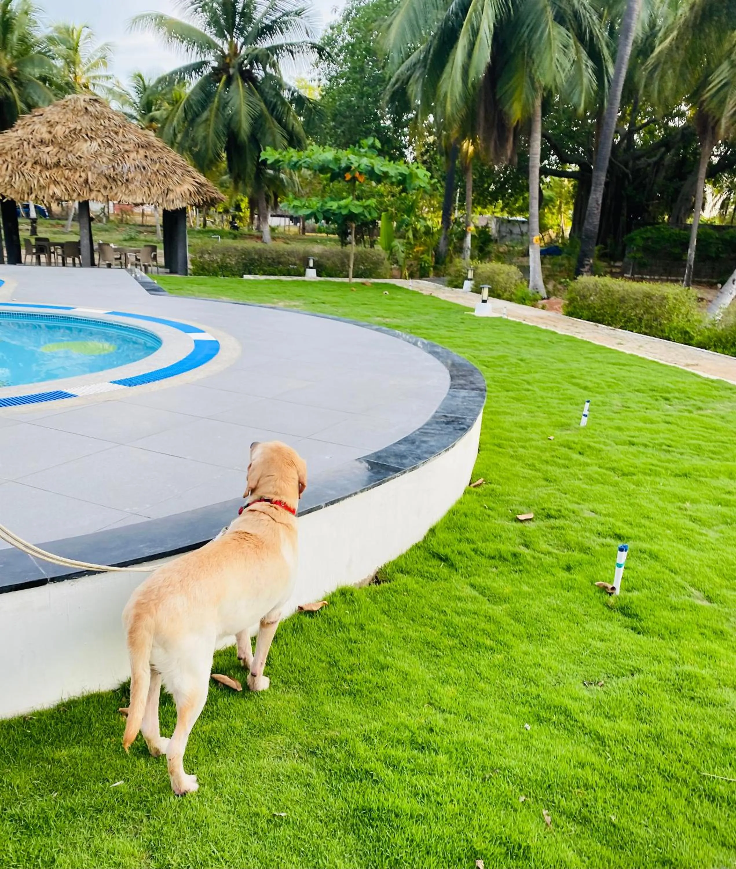 Pets in Joe's Beach Shack - Beach resort, Ramanathapuram