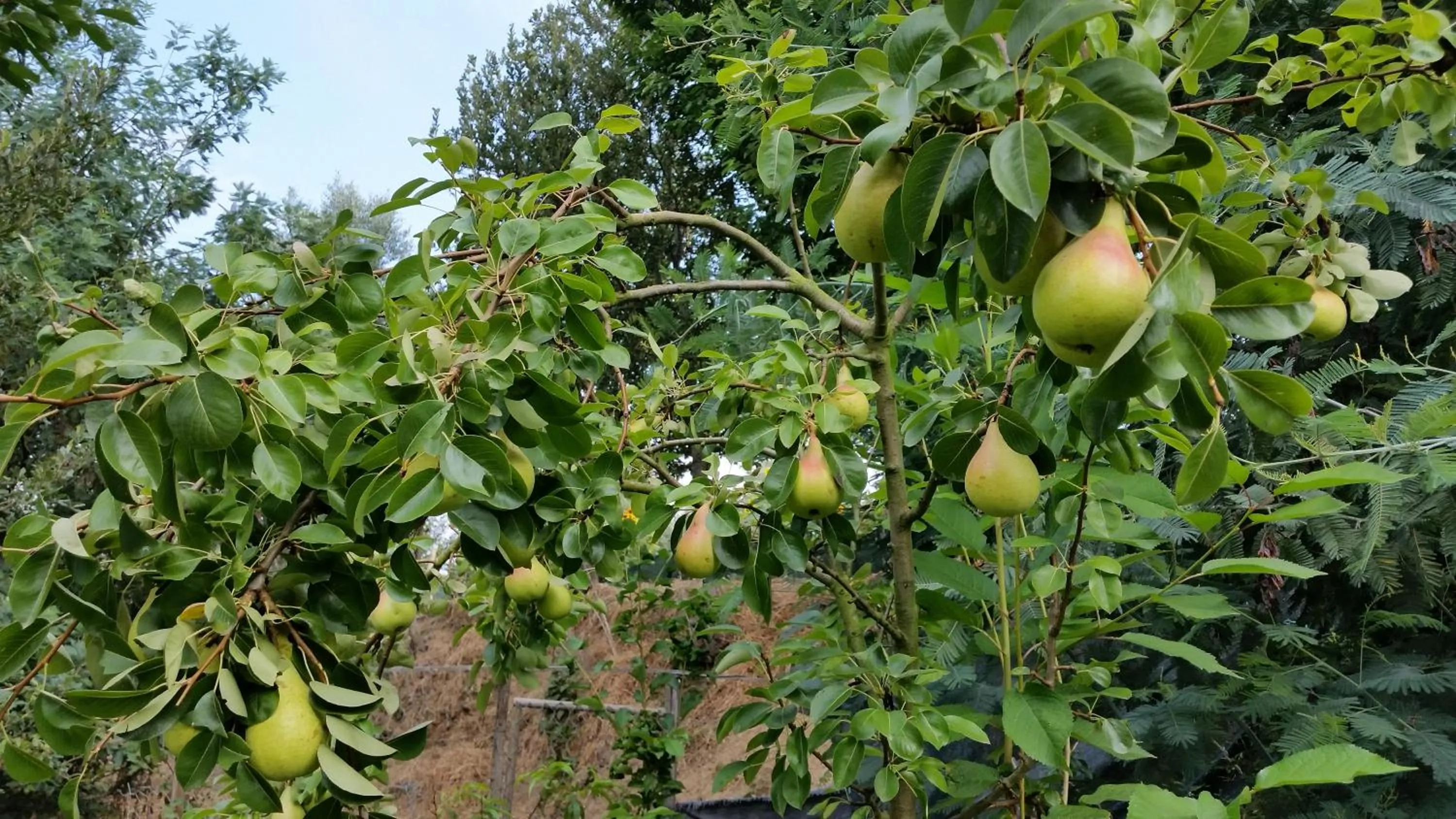 Garden in Casa Valxisto