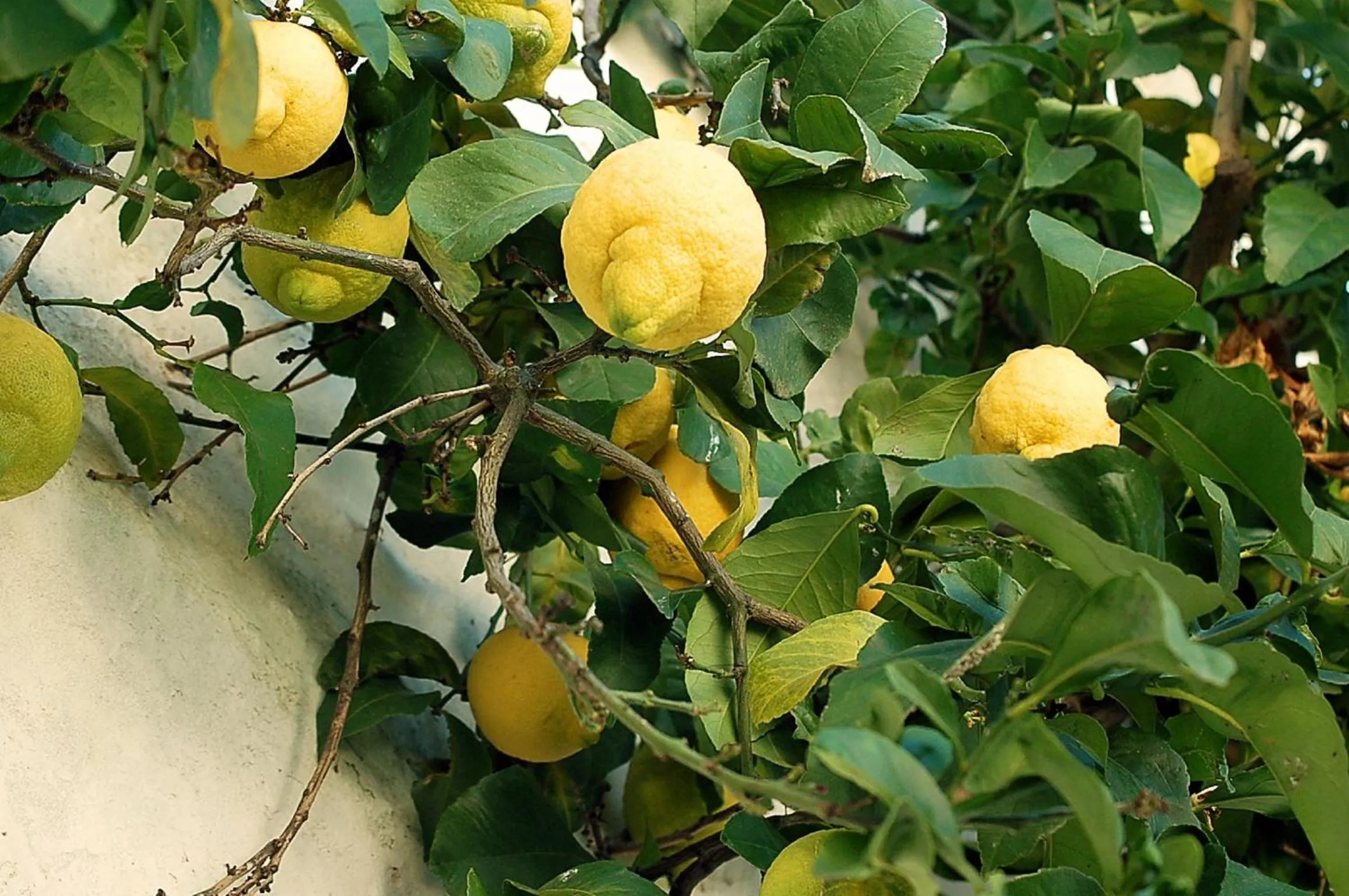 Garden in Vintage Guest House - Casa do Escritor