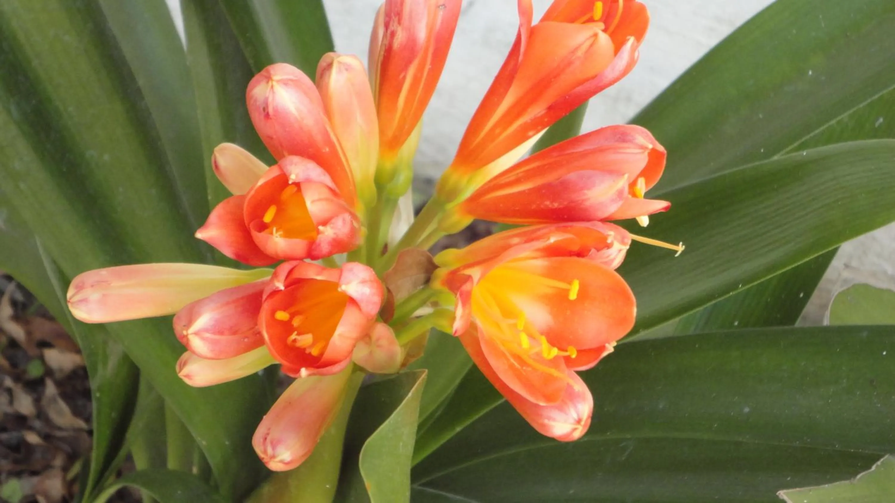 Garden view in Vintage Guest House - Casa do Escritor