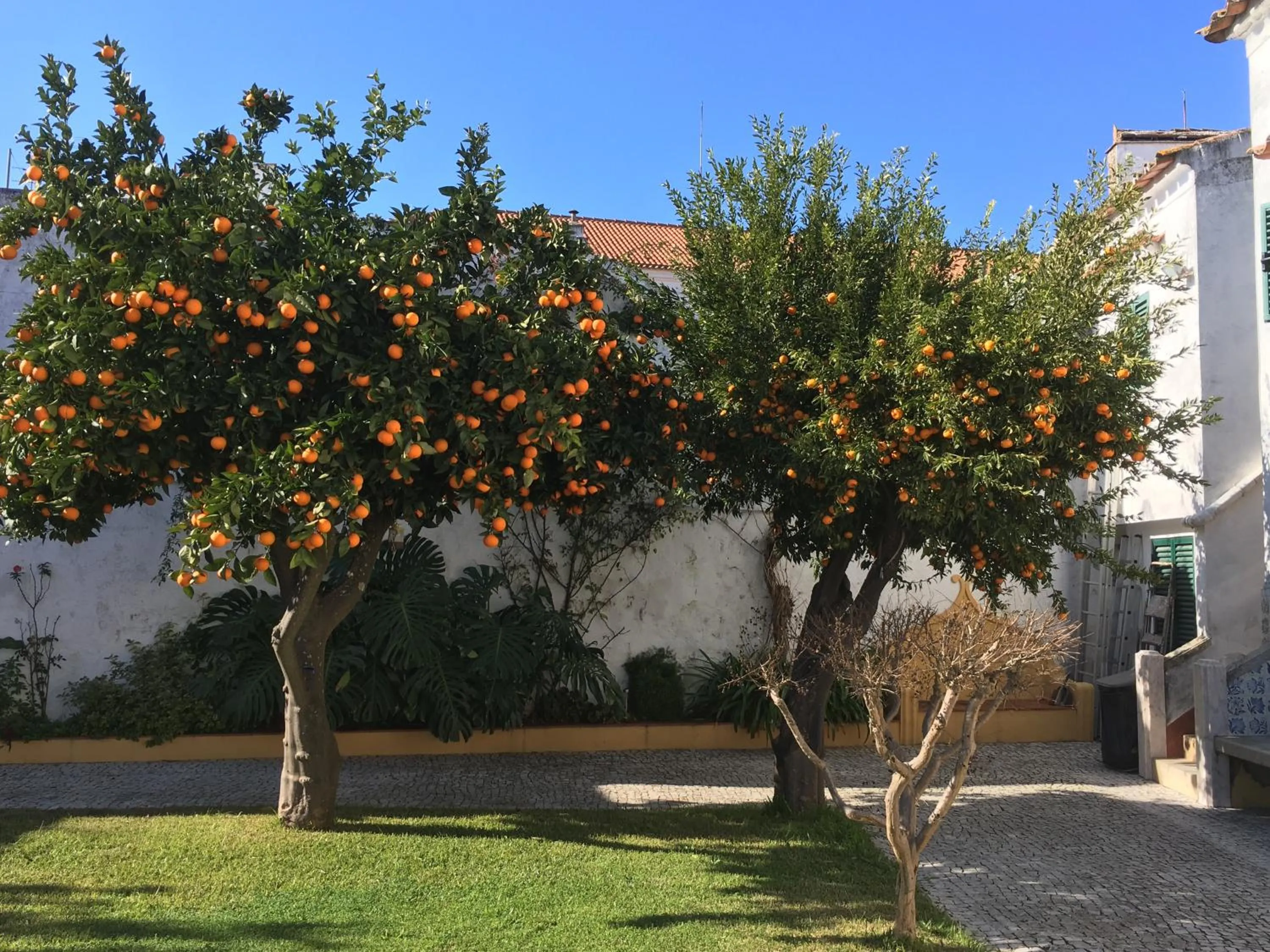 Garden in Vintage Guest House - Casa do Escritor