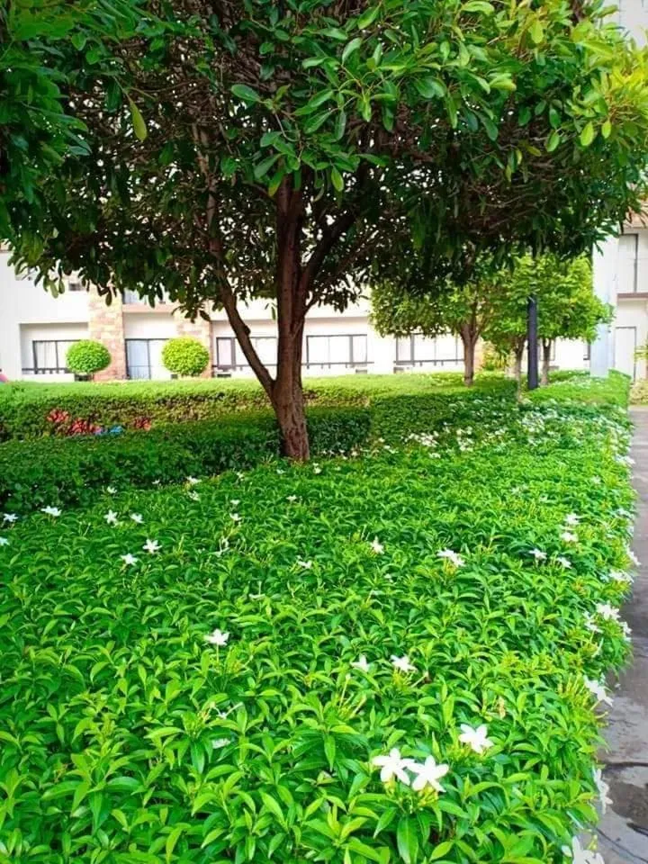 ONE OASIS B2 back of SM MALL free pool wifi