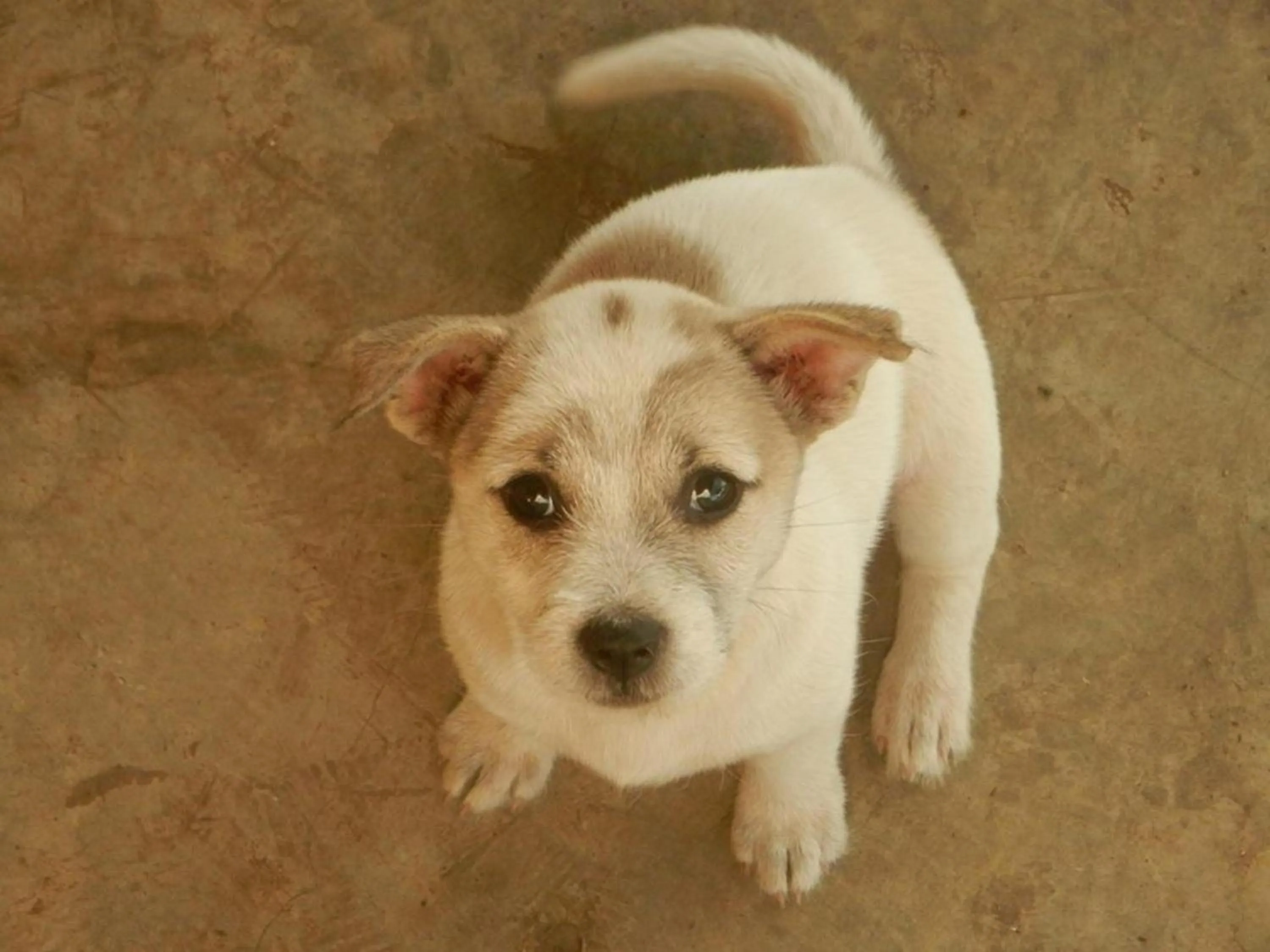 Animals in Pai circus hostel
